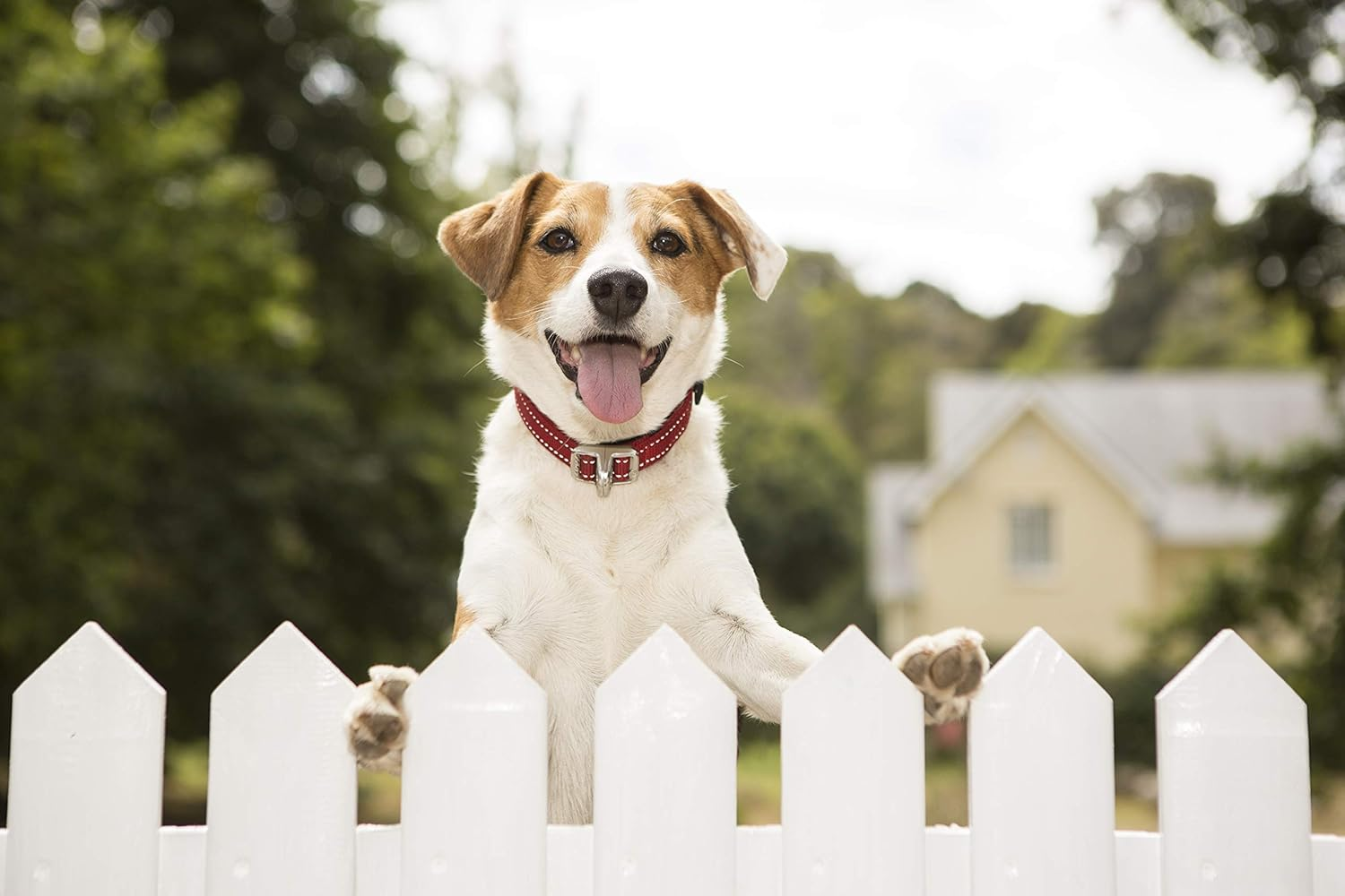 Rogz Quick Fit Stretch Escape Safety Dog Collar Pink Extra Large image number 4