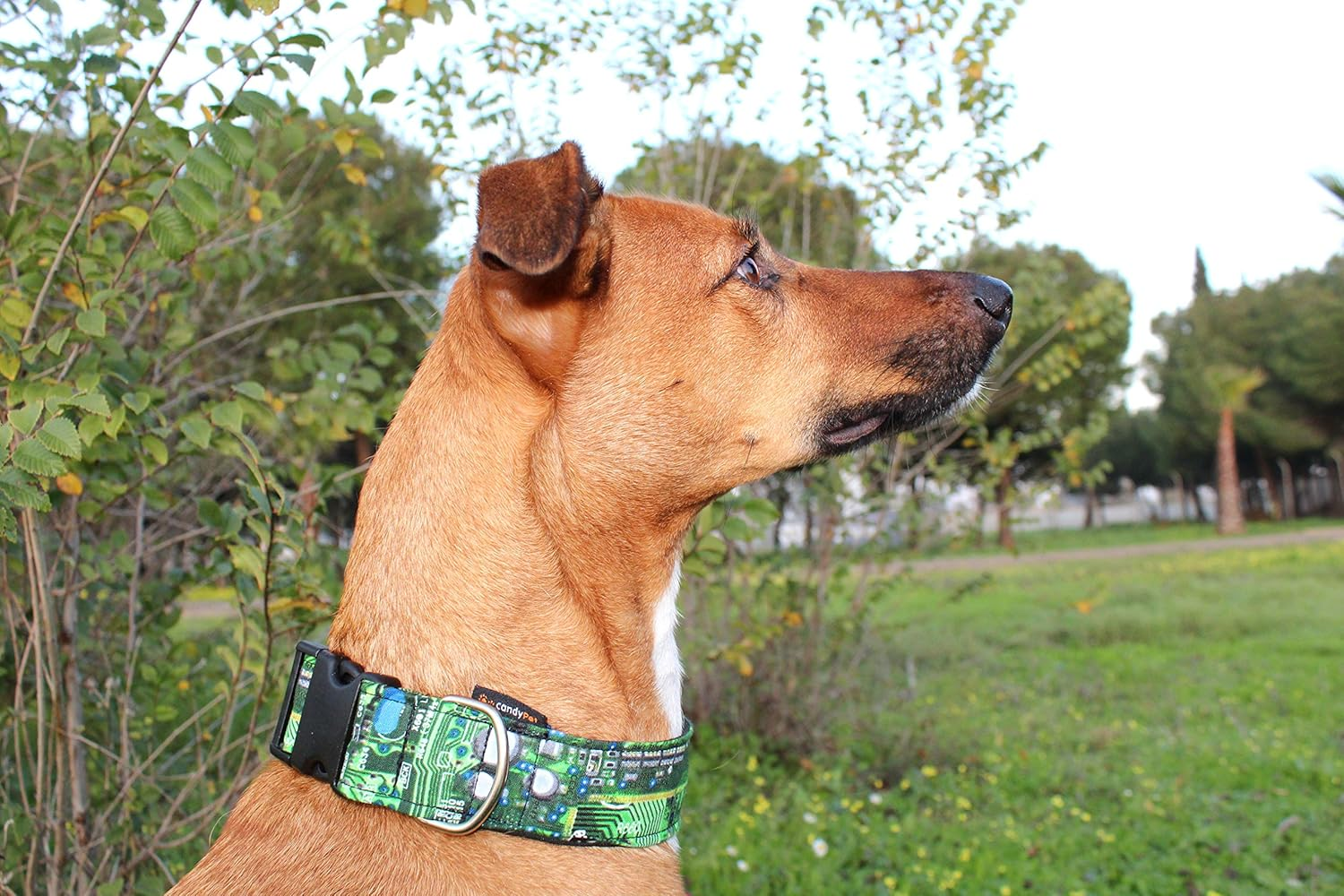 Candypet&reg; Click Chip Dog Collar image number 1