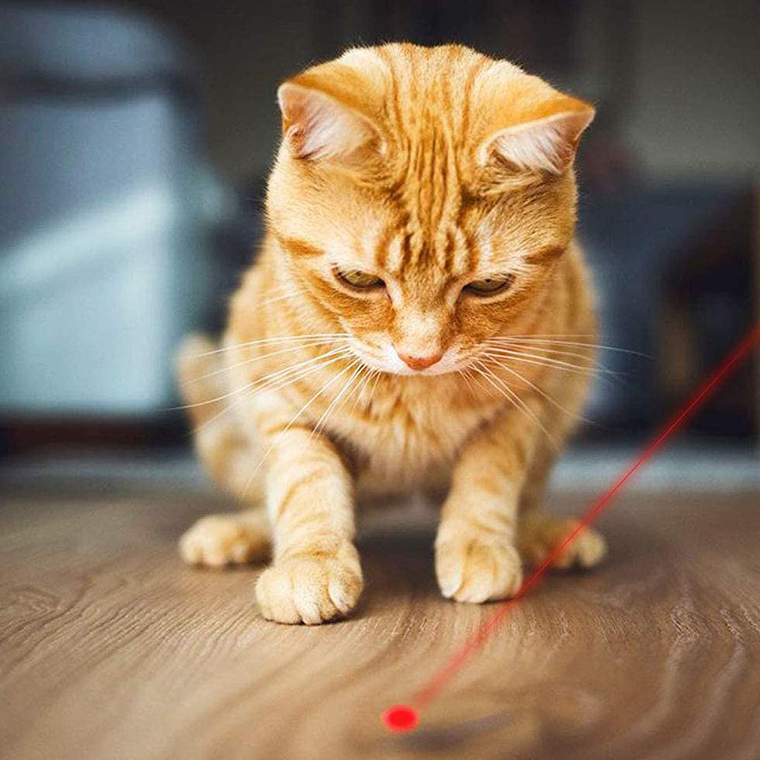 Cat Toys for Indoor Pets,Laser Pointer for Cats Dogs,Interactive Pet Toy, Rechargeable,Make Your Pet Play with You (2 PCS) image number 4