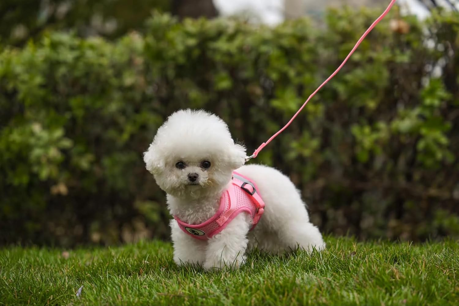 4M Pets Cats and Dogs Vest Harnesses with Leash Reflective,Dog Vest Harness, Reflective & Adjustable Harness for Small to Medium Dogs (Pink, XL)