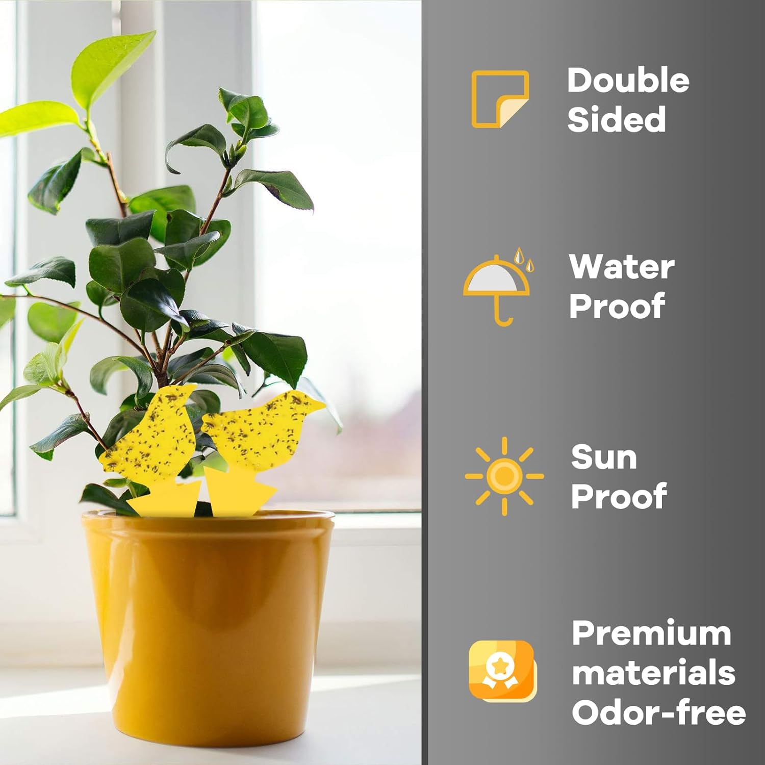 24 Pack Sticky Fruit Fly Fungus Gnat Traps Killer, Dual-Sided Mosquito Fly Gnat Sticky Trap, Insect Catcher for Mosquitoes, Flies, Pests & Bugs, Fruit Fly Traps for Plants, Vegetables, Fruits, Garden image number 6