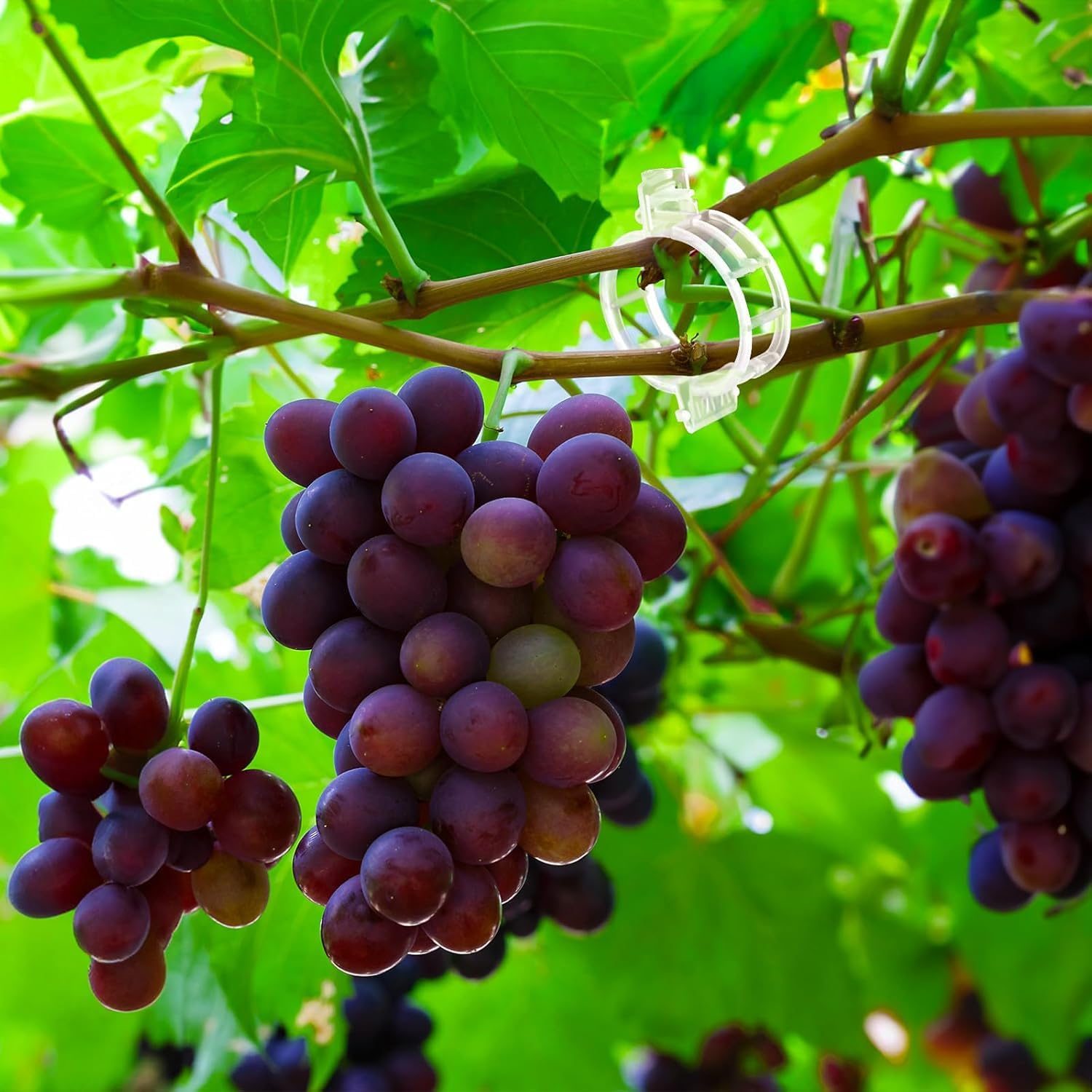 Topbine 200 Pcs Plant Support Clips,Plastic Garden Trellis Clips for Climbing Plants to Grow Upright Healthier image number 6