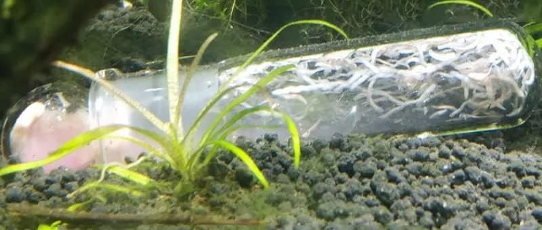 Planaria Trap Leech & Flatworm Trap/Catcher for Shrimp Tank or Aquarium by Awesome Aquatic image number 1