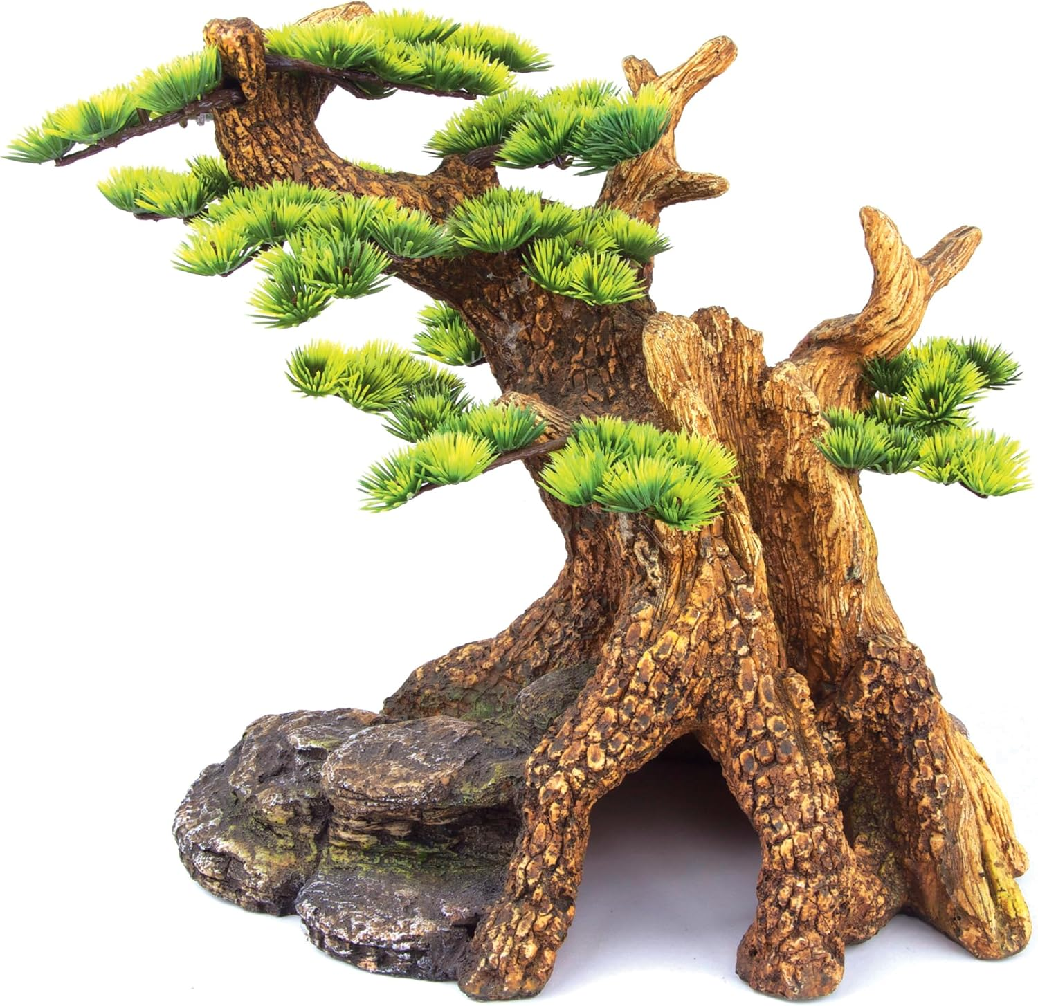 Kazoo Bonsai Plant, X-Large image number 1