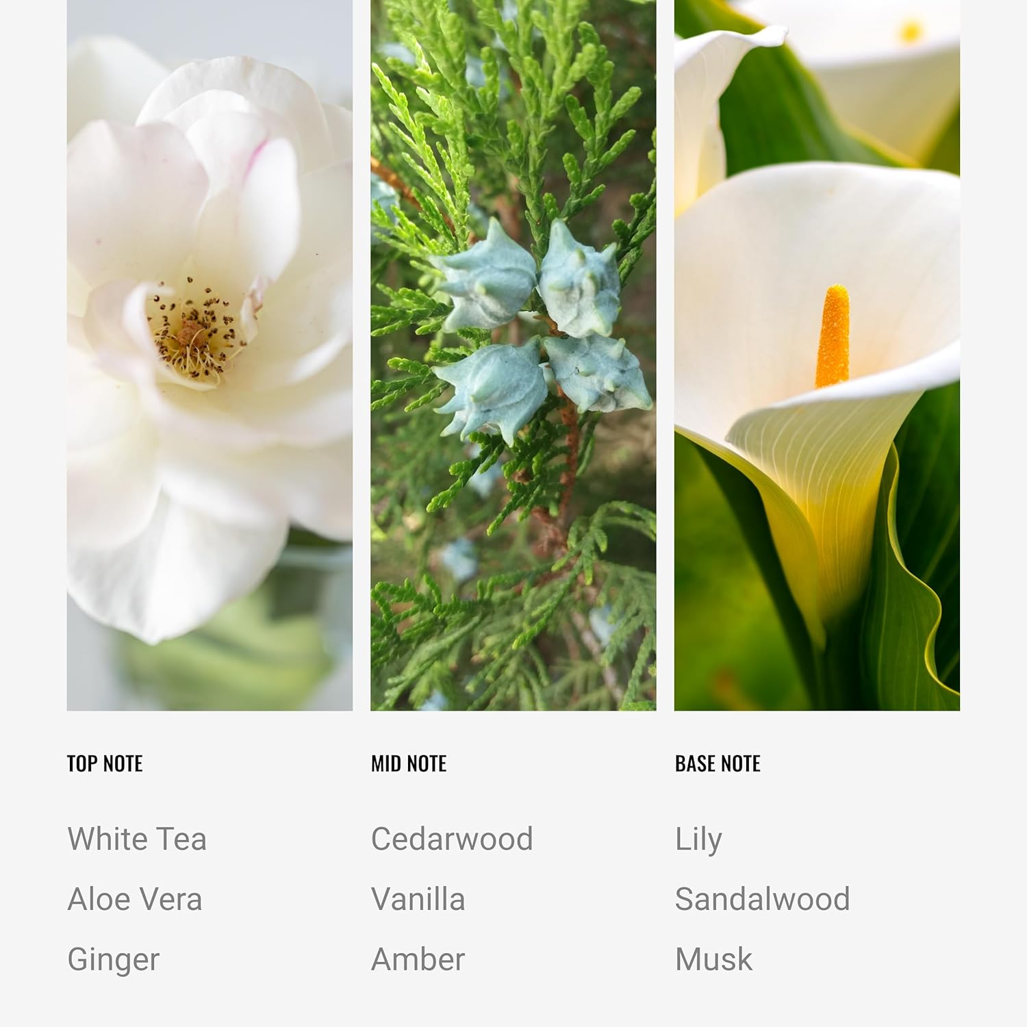 Hotel Collection - Dream on - Reed Diffuser Set - Luxury Aromatherapy Diffuser - Hints of Bright White Tea, Sweet Vanilla, & Cedarwood - Essential Oil Diffusers - Shelf Decor - 100Ml/3.5 FL Oz image number 3