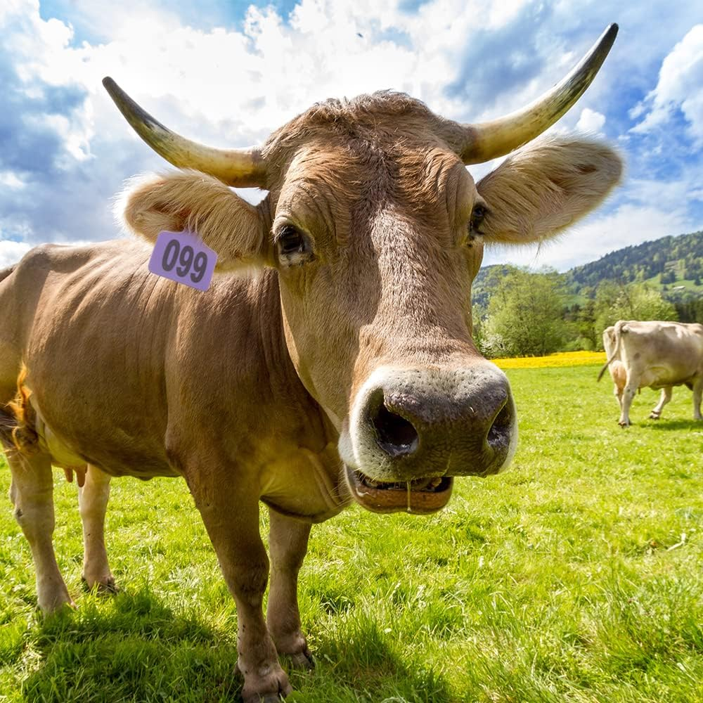 Cattle Ear Tags, Large Plastic Livestock Ear Tags for Sheep Cattle Calf Hog with Number 001-100/101-200/201-300, Animal Identification Ear Tag(Purple,001-100) image number 3