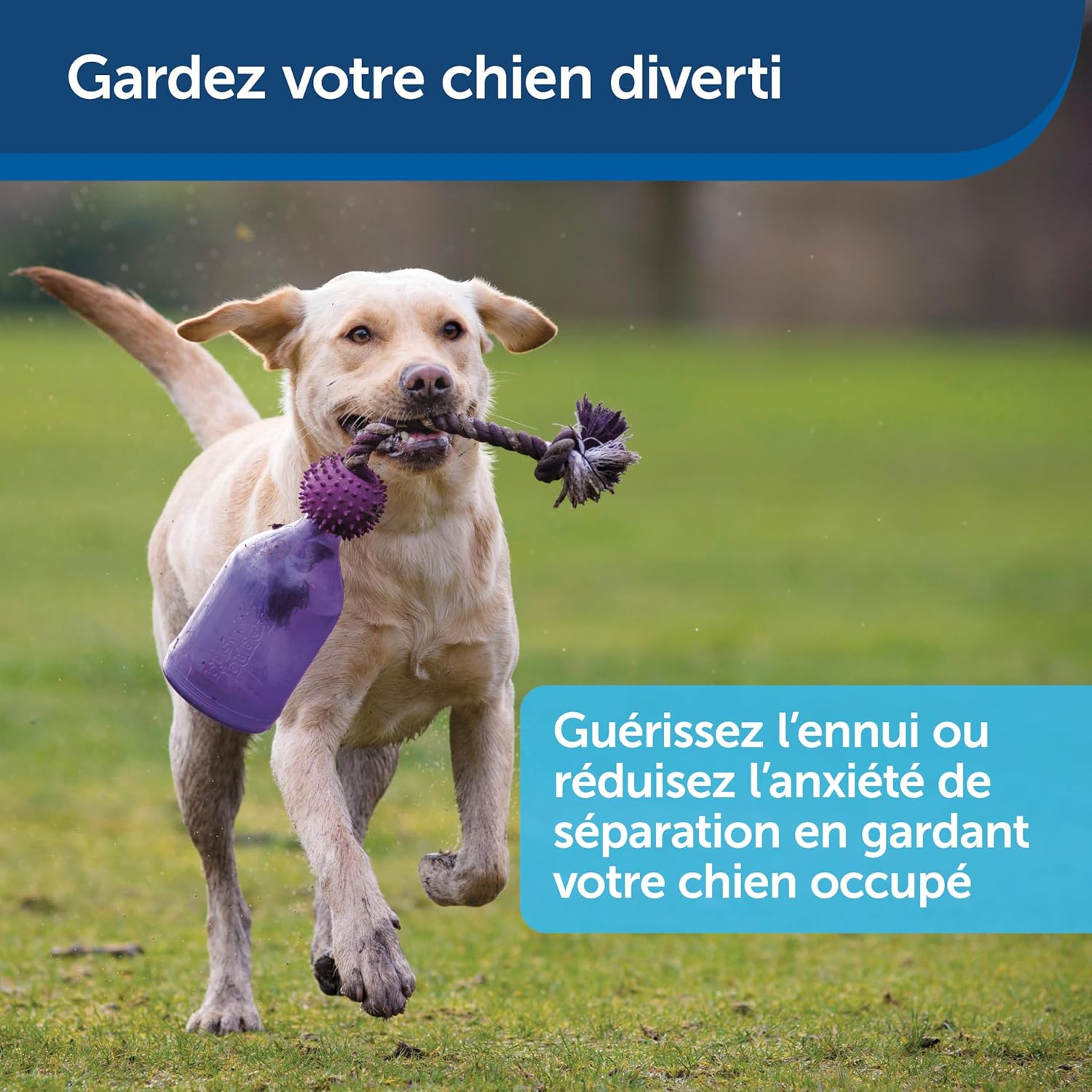 Petsafe Busy Buddy Tug-A-Jug Interactive Meal Dispensing Dog Toy, Purple, Medium/Large image number 6