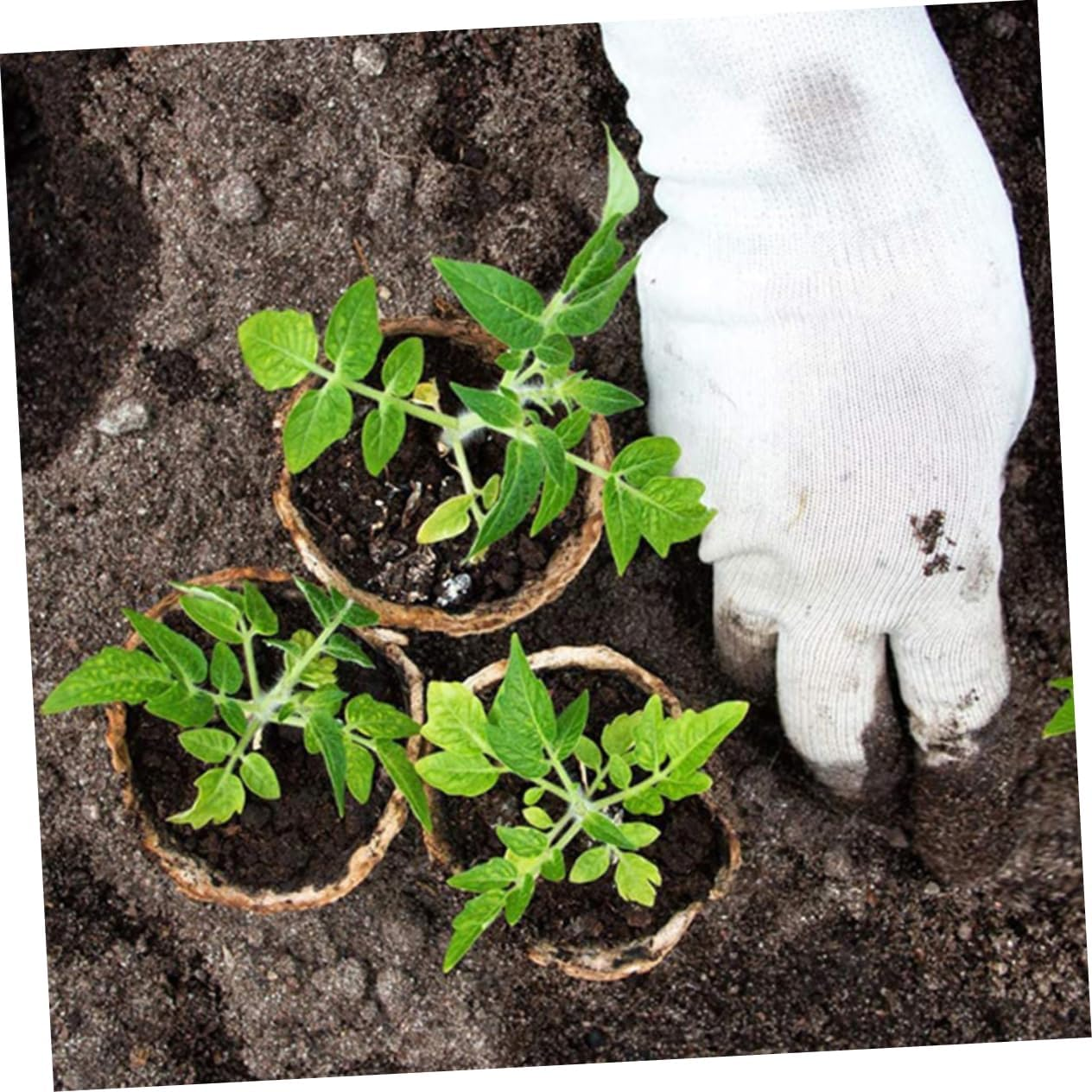 TOBBOMEY 50Pcs Pots round Paper Pulp Nursery for Easy Planting and Transplanting Drainage for Indoor and Outdoor Gardening image number 3