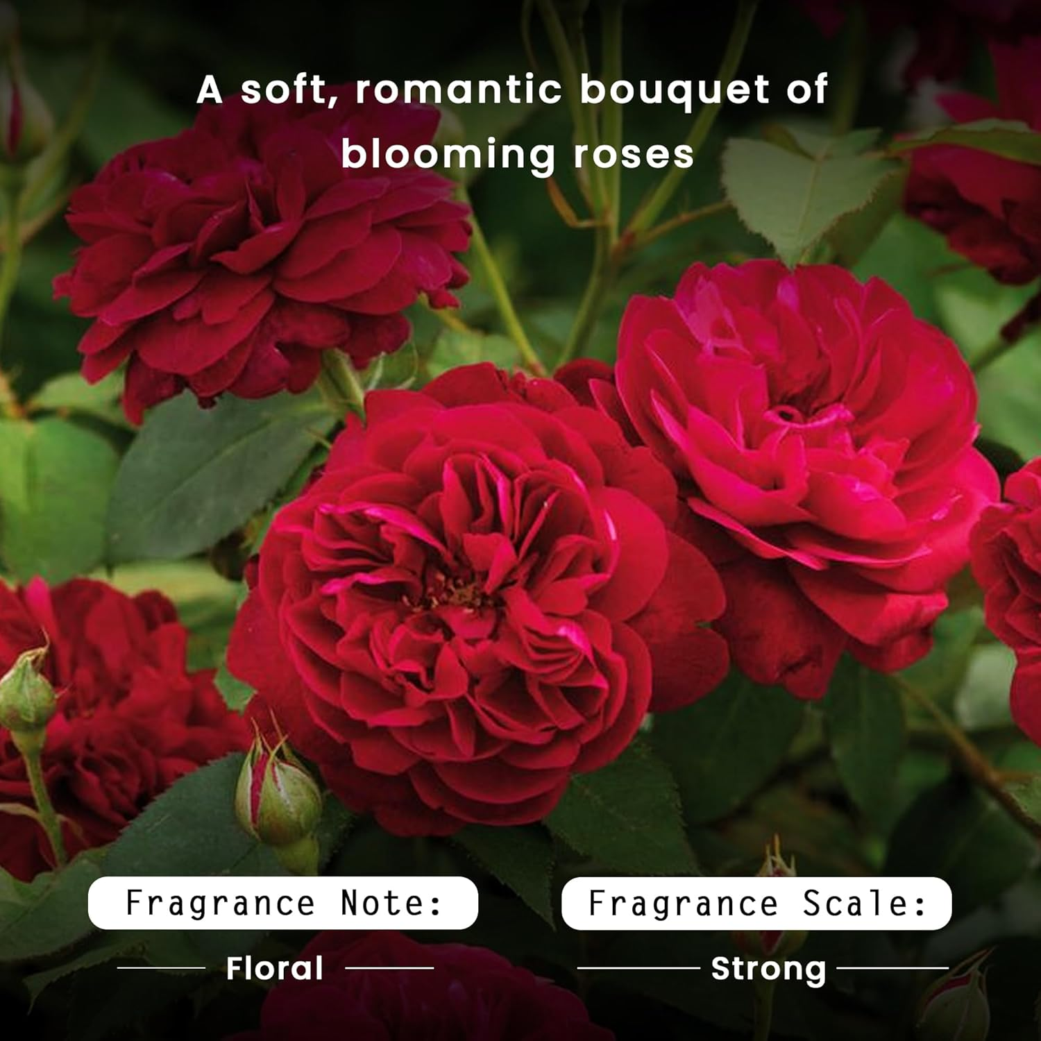 Nyassa Bohemian Rose Foaming Handwash 260Ml Sulphate and Paraben Free image number 5