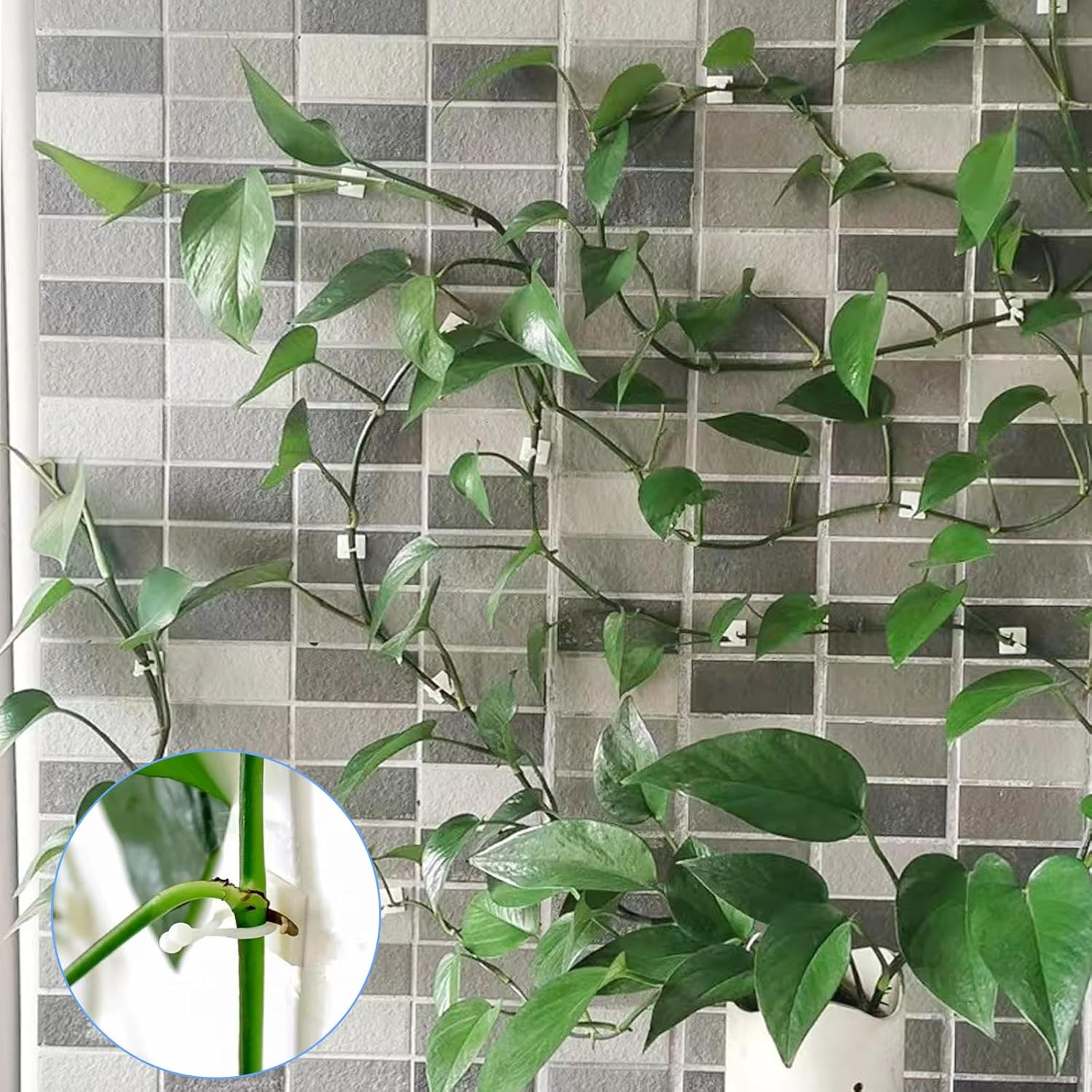 Self-Adhesive Vine Plant Climbing, 50Pcs Wall Fixer Vine Clips, Invisible Plant Climbing, Wall Clips, Wall Vines Fixture Wall Sticky Hook for Gardening Plant Support Fixture image number 1
