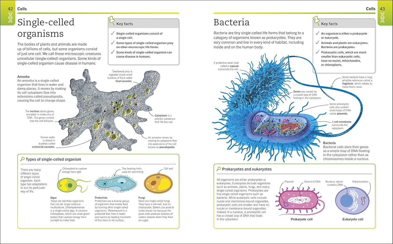Super Simple Biology: the Ultimate Bitesize Study Guide image number 5