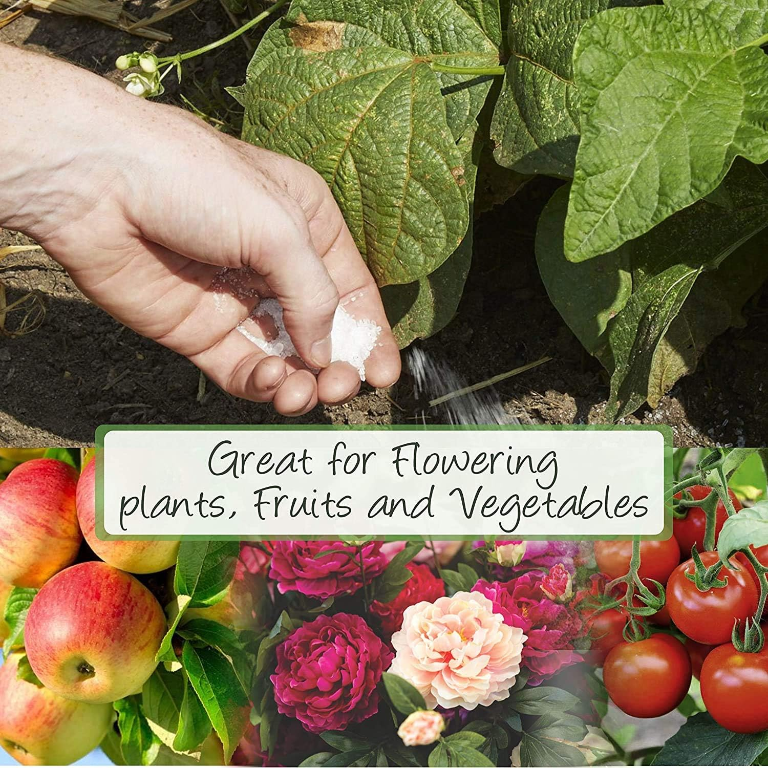 Creative Farmer Epsom Salt 2Kg Pure Salts (Magnesium Sulphate) for Horticultural/Aquarium Use