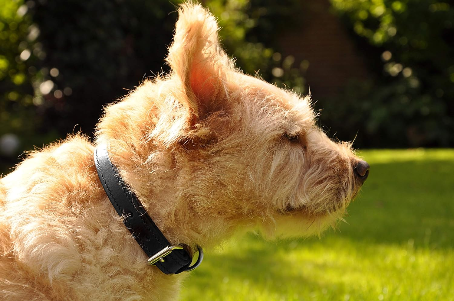 Schn&uuml;ffelfreunde Leather Dog Collar, Dog Collar for Large, Medium and Small Dogs, Leather Collar Padded, Robust (M - 28-36 Cm, Black) image number 5