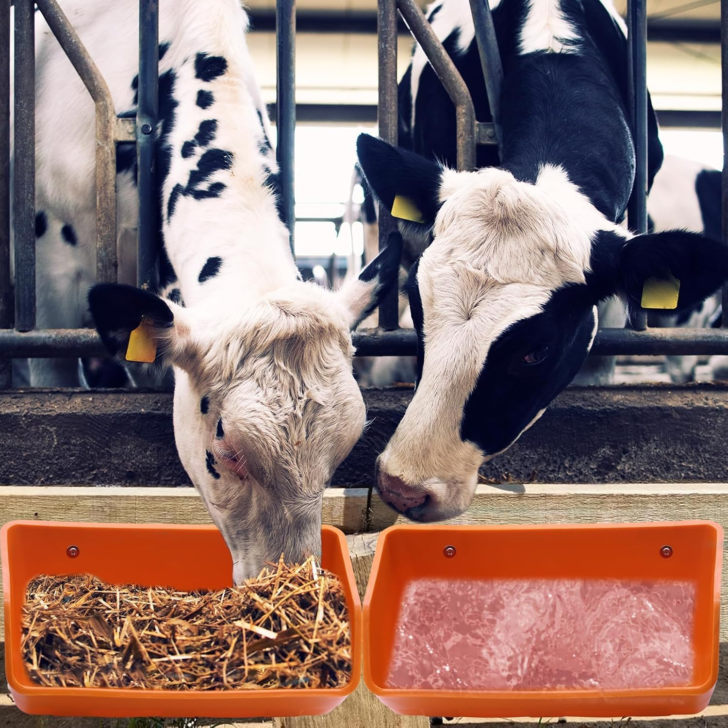 Fence Hanging Chicken Feeder - 2 Pack Feed Trough with Clips for Goat Duck Sheeple Horse Goose, Pig Poultry, Chicken Feeder Bucket Feeding Container (Orange) image number 5