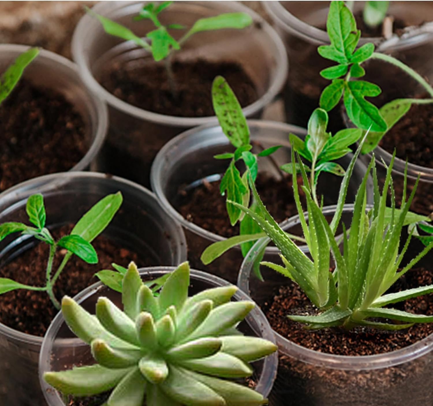 Plant Pot, Plastic Pot, Clear Nursery Planter 8.89 Cm, 20 Pack, Drainage Holes for Seed Starting and Repotting, Transparent for Root Observation, Compatible with Small to Medium Plants, Herbs,-Crfy image number 6