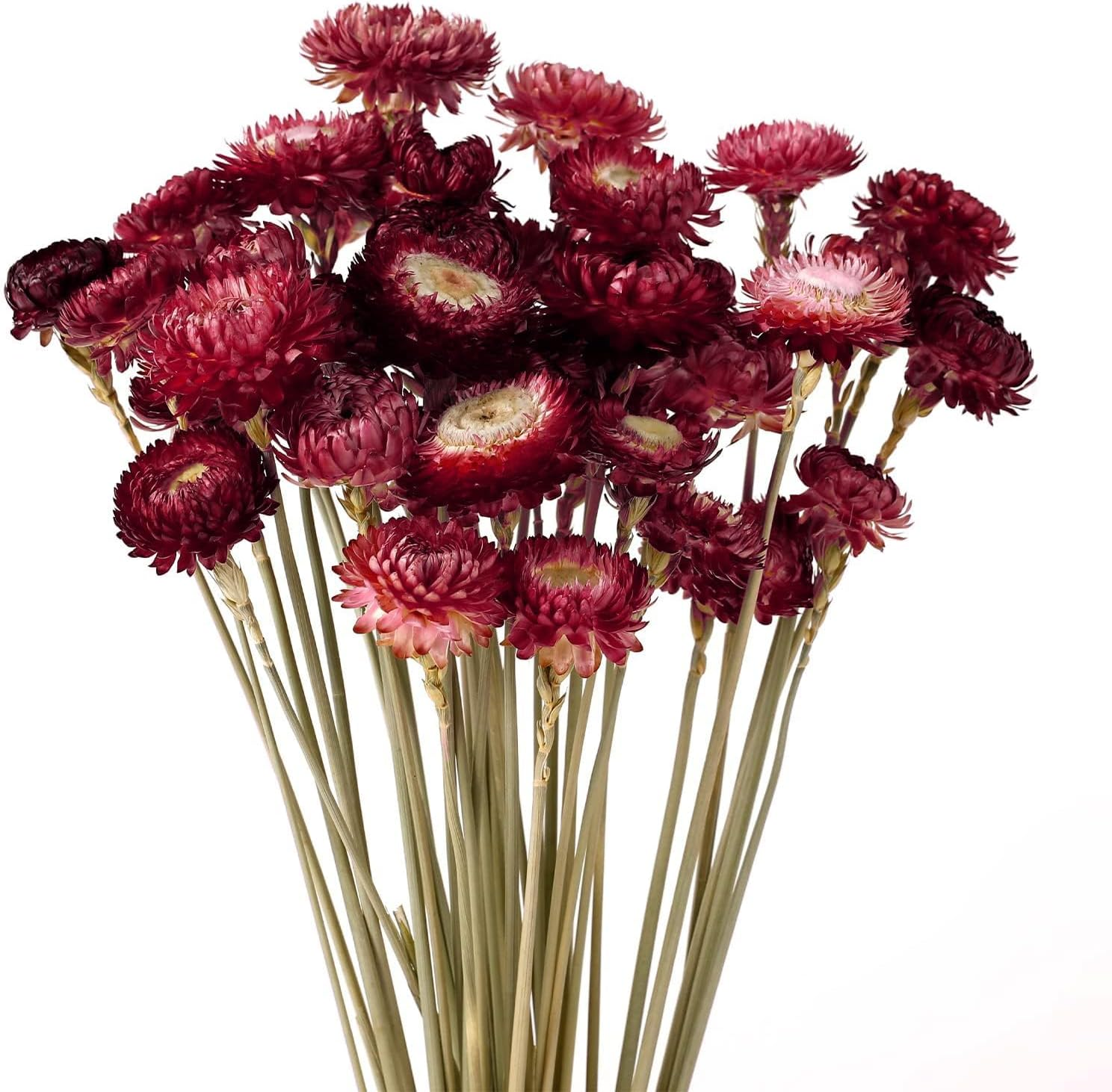 MIHUAGE Dried Flower 40PCS Daisy Bouquet 100% Natural Chrysanthemum Dry Flower with Stem for Vase Home D&eacute;cor Party DIY Arrangement Wheat Straw Bulk (Burgundy) image number 5