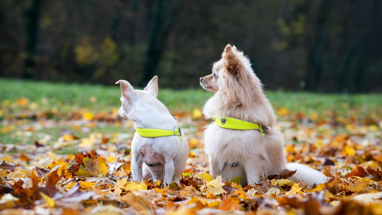 Coralpina - Adjustable Chest Harness for Small to Medium Dogs, Soft and Breathable, Does Not Harm Hair or Hinder Movement, Neon Yellow, Size 1