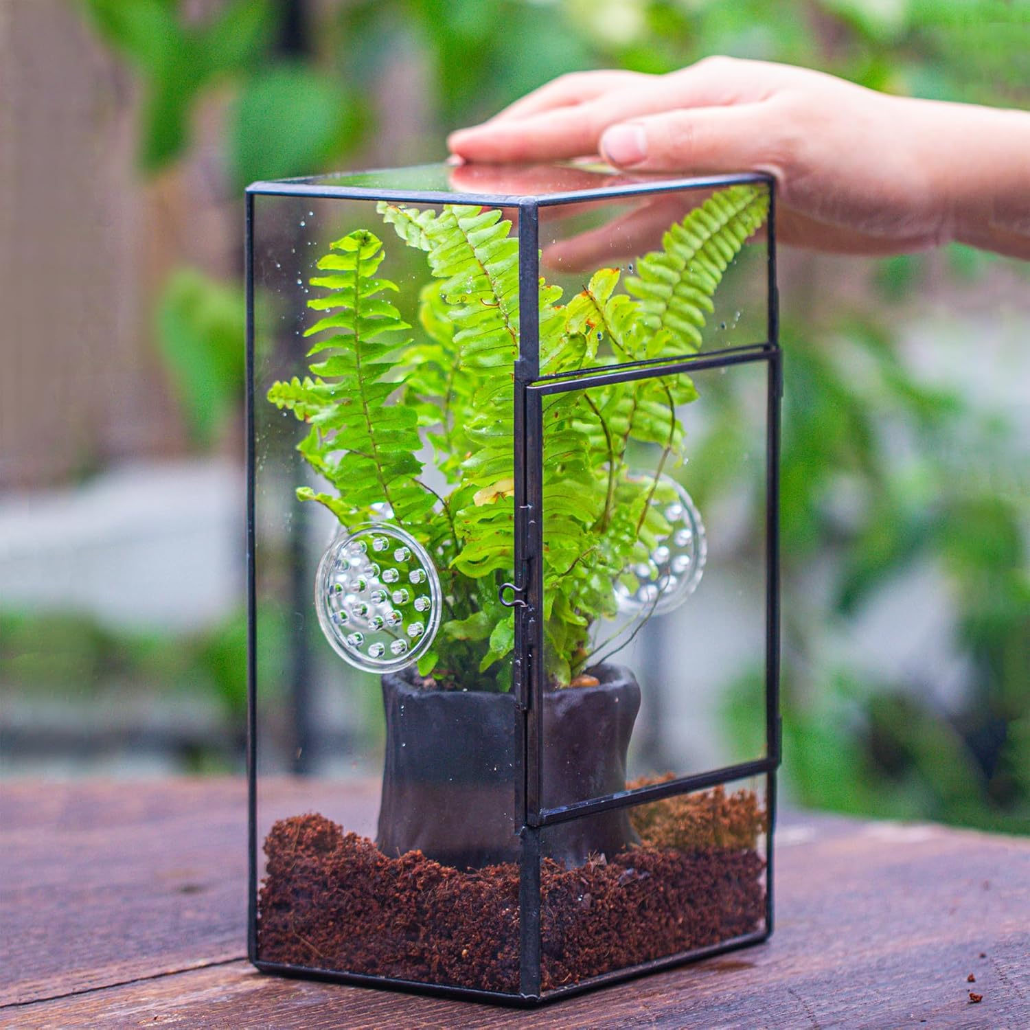 NCYP Glass Enclosure for Large Jumping Spider - 5.1" X 3.9" X 9" Front Opening Door Glass Plants Terrarium with 3 Vent Holes, Small Rectangle Insects Habitat, Black (Terrarium Only) image number 5