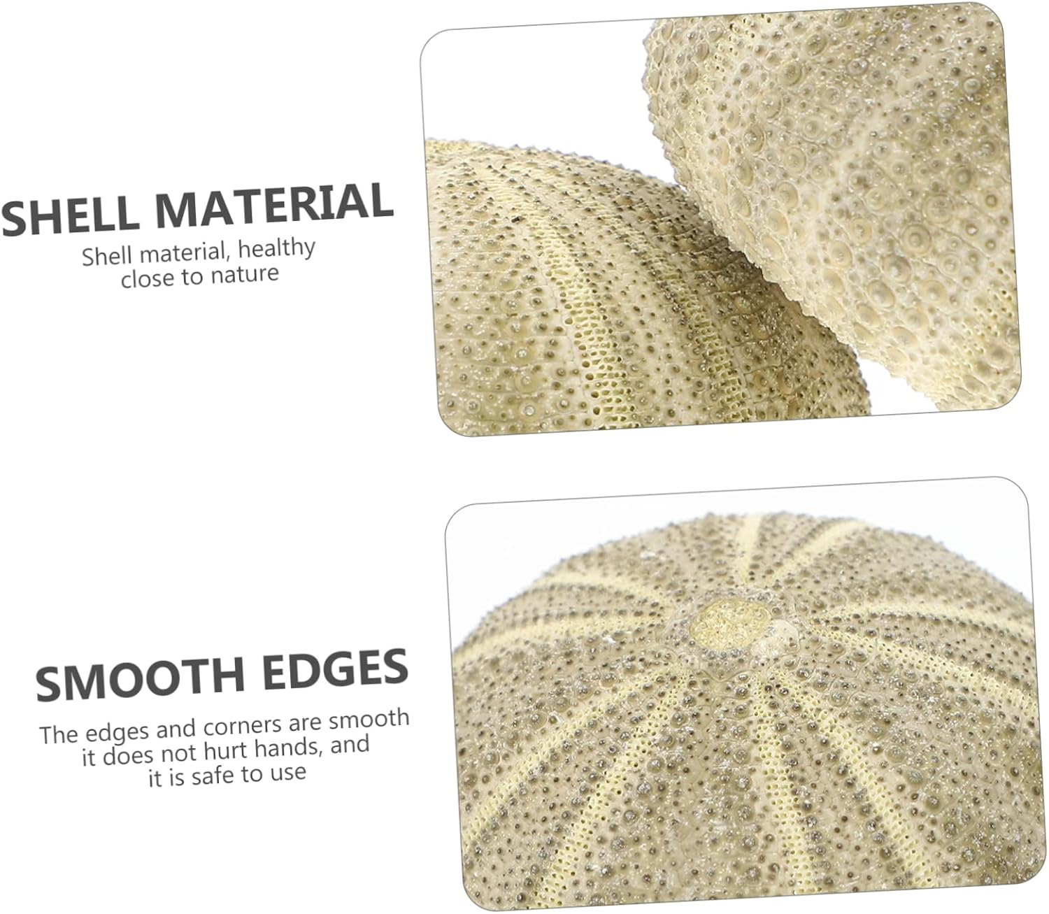 PRETYZOOM 6Pcs Sea Urchin Decor Air Plant Pot Shell Conch Tabletop Flowerpots for Indoor Plant Pot Gardening Supplies image number 2