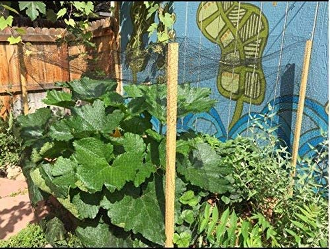 Skycabin Heavy Duty Garden Netting Black anti Bird Protection Net Mesh 1.2CM Size 1MX5M Protect Crops Plants Flowers Vegetables Fruit Trees from Rodents Birds Deer Reusable Fencing image number 5
