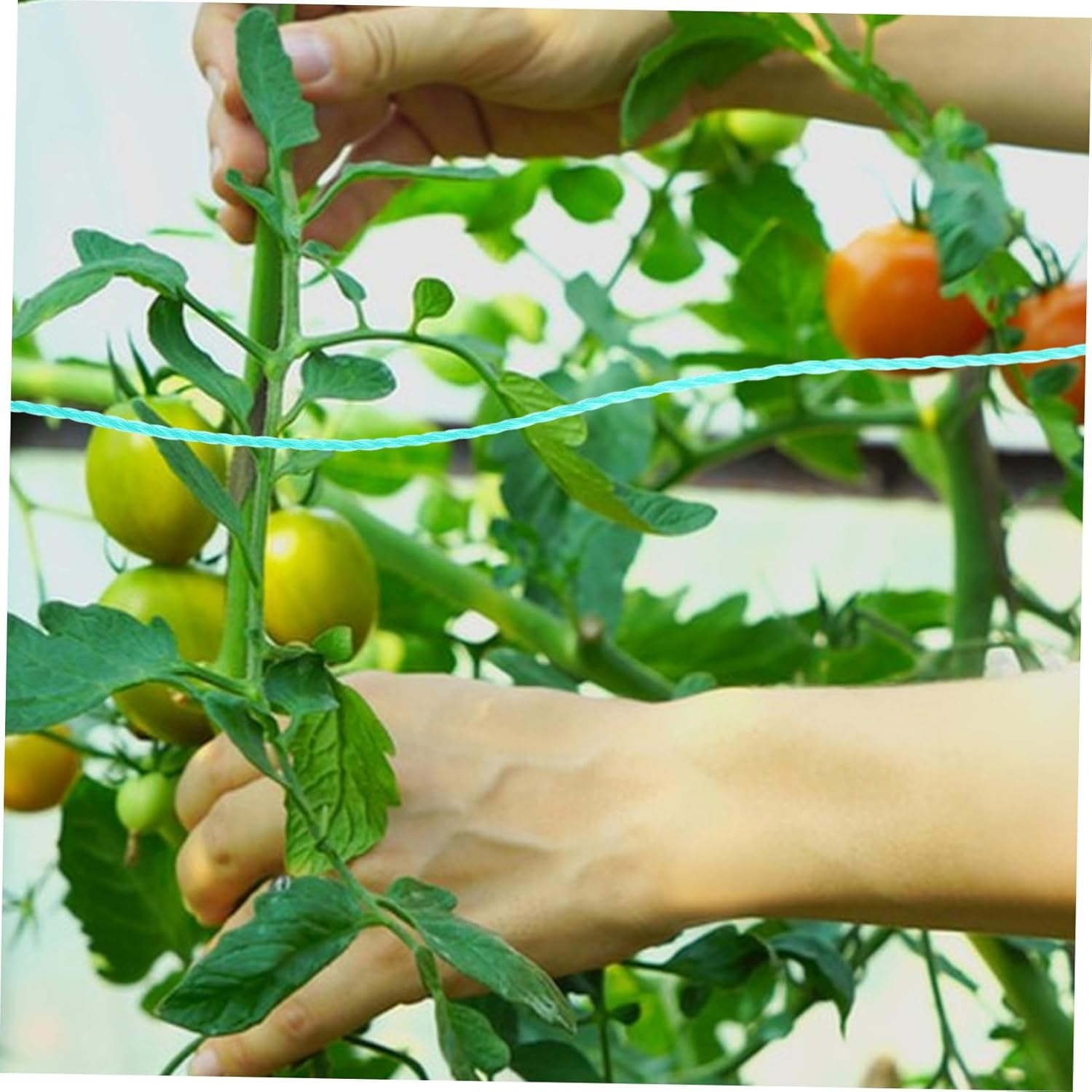 Garden Twine String for Climbing Plants Green Polyethylene Nylon Rope 18-Strand Roll Sturdy Gardening String for Vine Support and Plant Binding image number 4