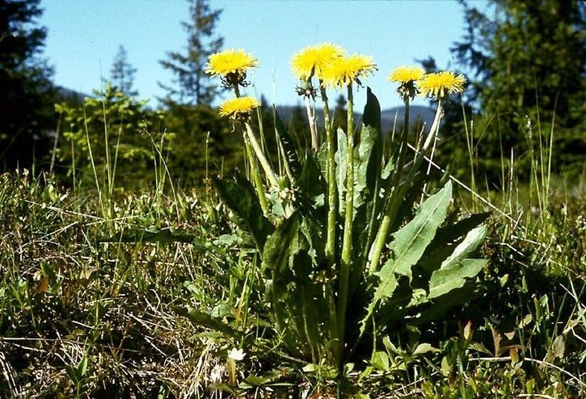 Dandelion, Wild (Taraxacum Officinale) 0.2 Gr of Seeds (Approx 200 Seeds)