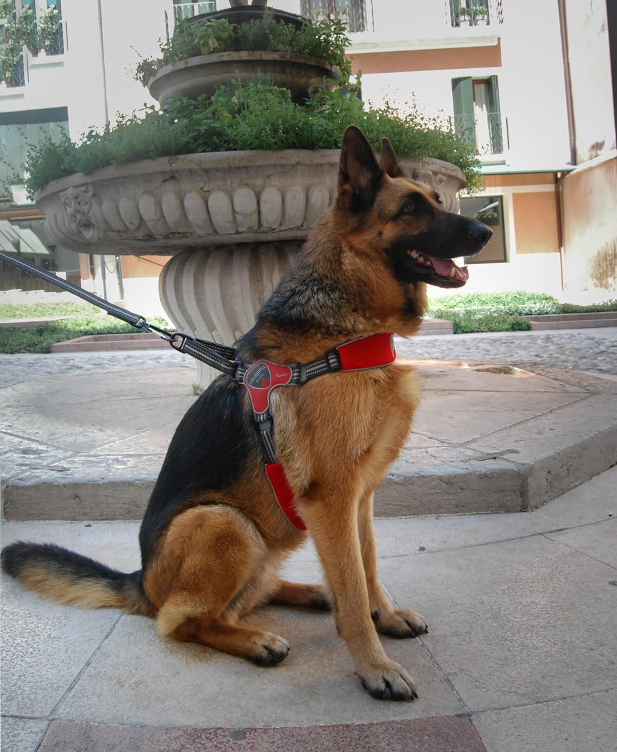 Coralpina - Fiames Adjustable Neck and Chest Harness for Medium to Large Dogs, Soft and Durable, Does Not Harm Hair or Hinder Movement, Wine Red image number 7