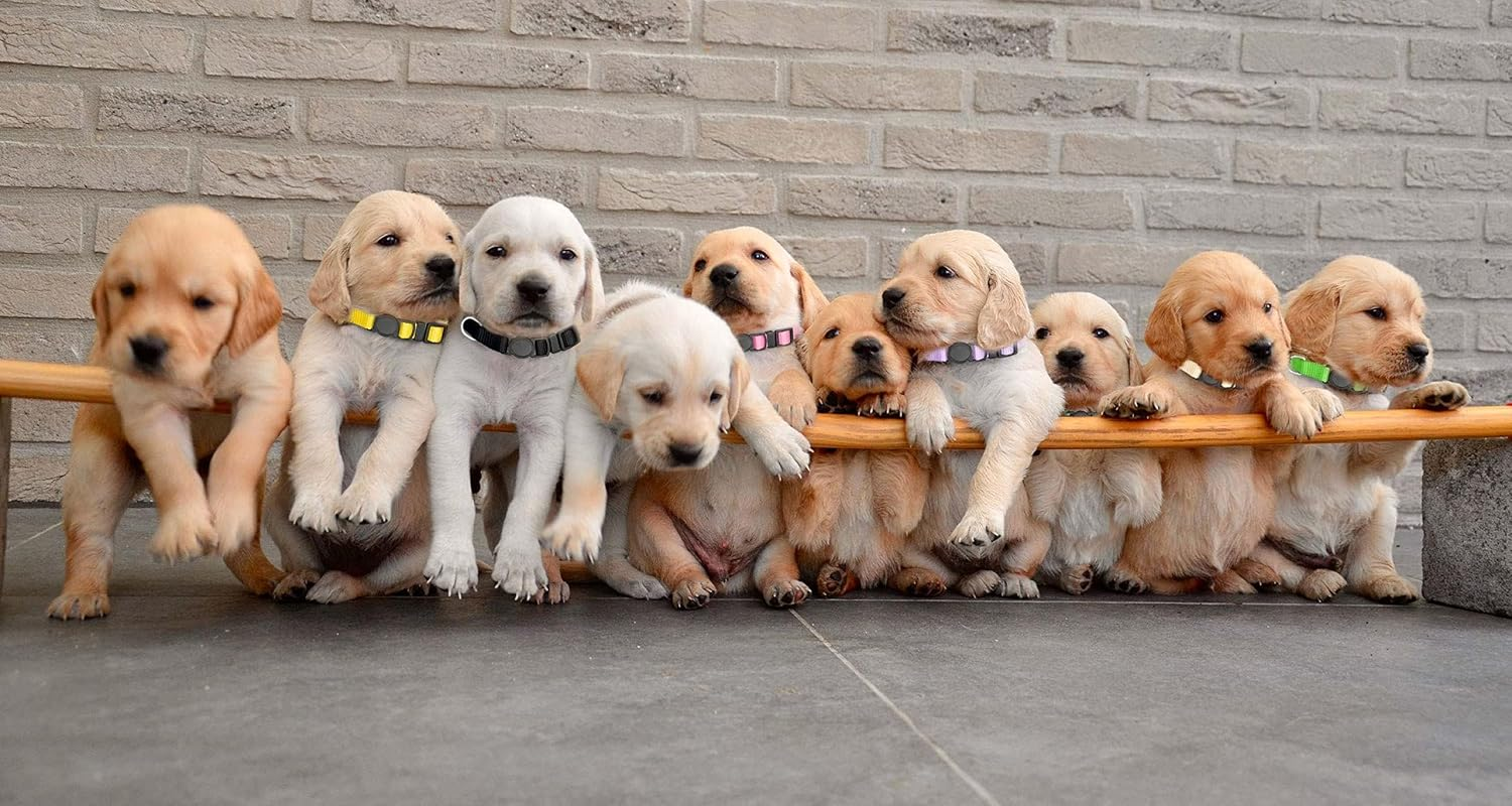 16 PCS Puppy Collars, Safety Buckle for Litter Nylon Adjustable Puppy Collars for Small Puppies, Breakaway Puppy ID Collars Whelping Collars Pet Supplies,Stuff,Accessories (M, Solid) image number 2