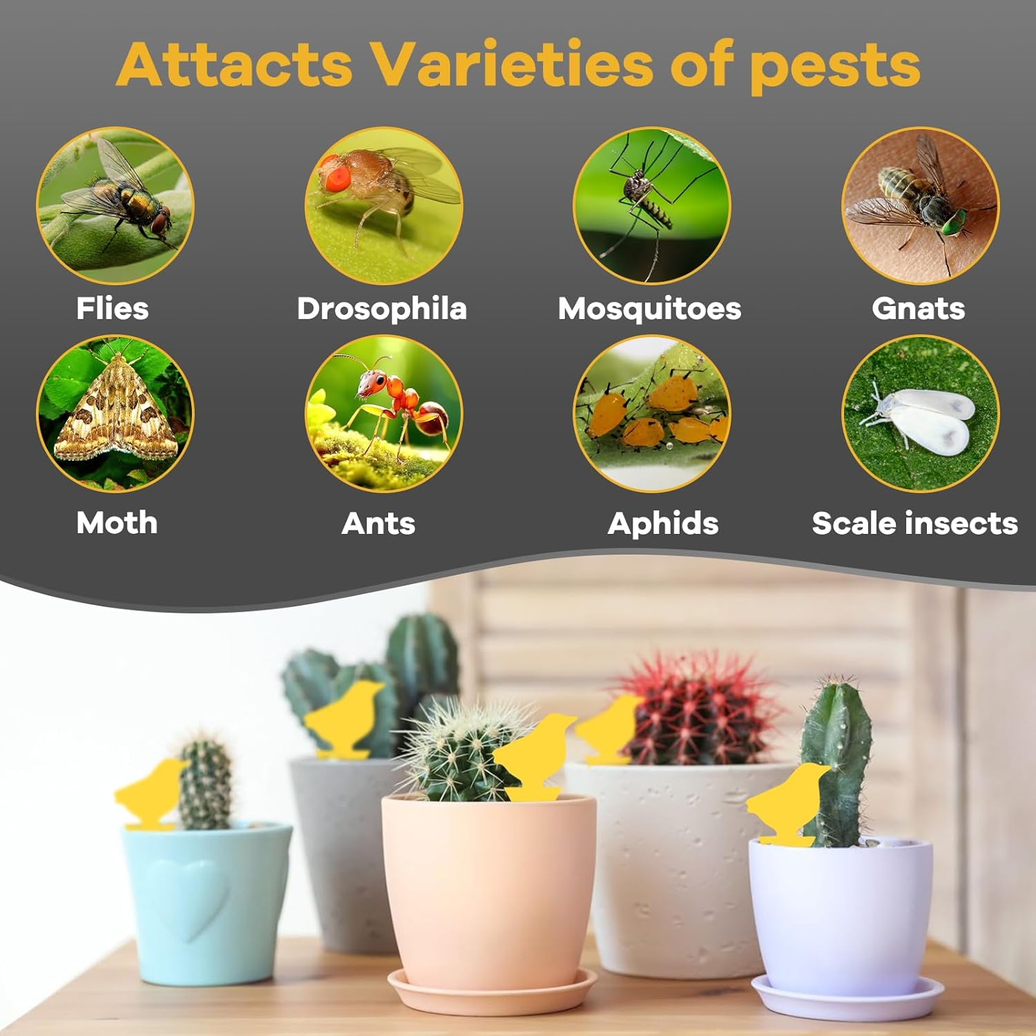 24 Pack Sticky Fruit Fly Fungus Gnat Traps Killer, Dual-Sided Mosquito Fly Gnat Sticky Trap, Insect Catcher for Mosquitoes, Flies, Pests & Bugs, Fruit Fly Traps for Plants, Vegetables, Fruits, Garden image number 1