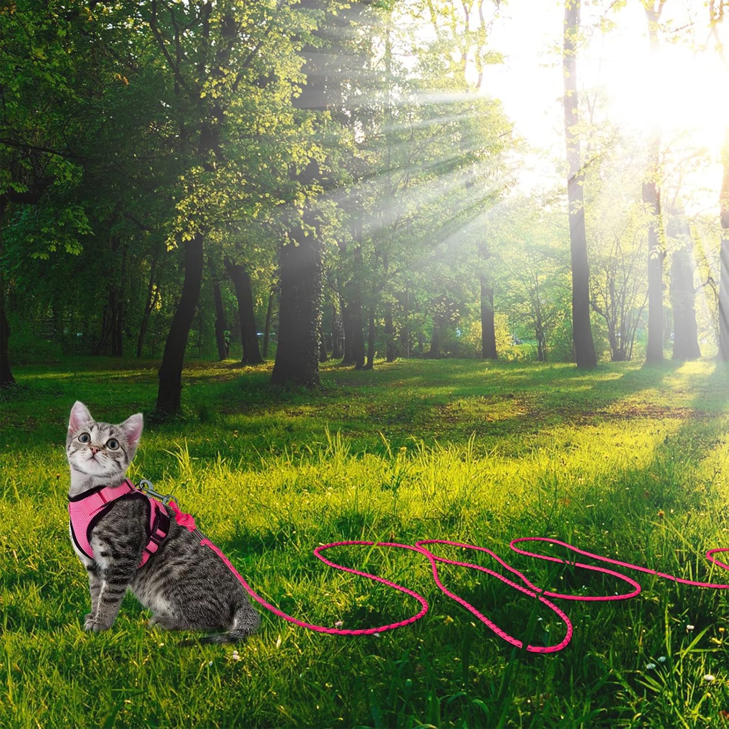 Reflective Cat Leash -30FT Cat Cable Out Leash Escape Proof Walking Leads Yard Long Leash Durable Safe Leash Traning Play Outdoor for Puppies/Kittens/Small Animals(Hotpink) image number 6