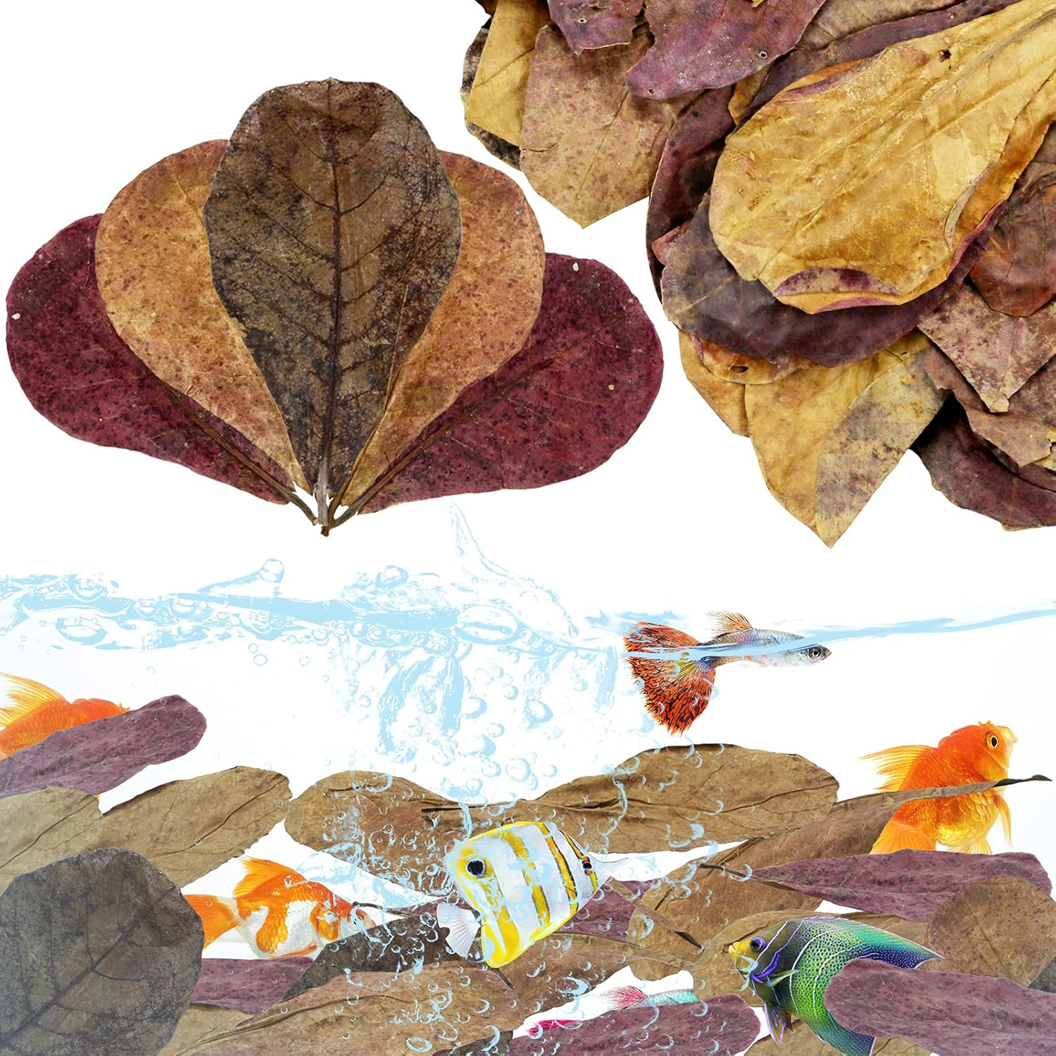 Leonbach 100 Pcs Large Catappa for Fish,5-8 Inch 250G Indian Almond Leaves Creates Native Environment,Catappa Leaves Beta Fish Leaf for Aquarium Shrimp Tank Decorations Water Conditioner image number 6