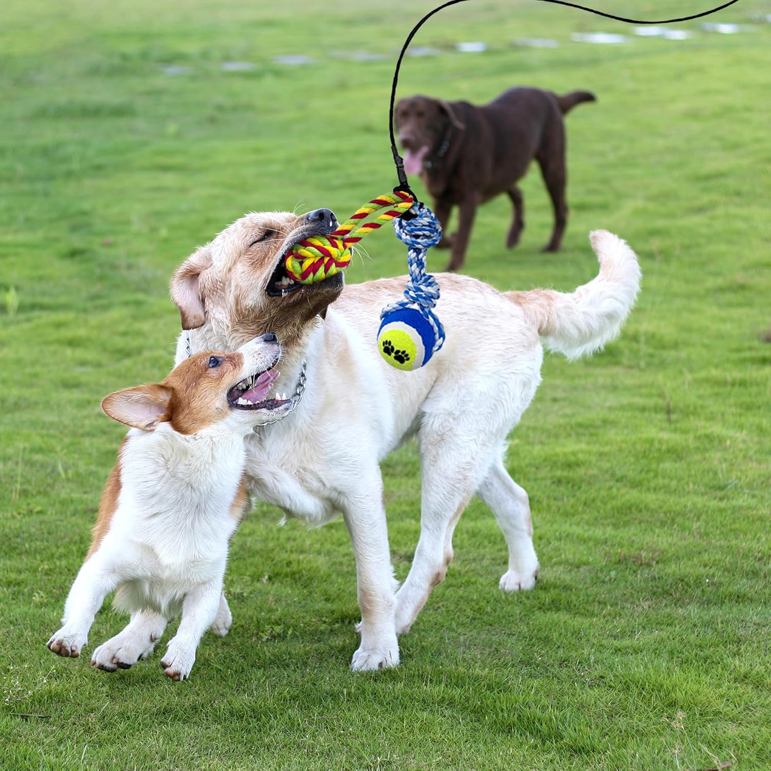 GRETMIX Flirt Pole for Dogs, 49" Dog Extendable Teaser Wand, Dog Flirt Pole with Cotton Rope Tether Lure Toys for Fun Obedience Training & Exercise, Interactive Dog Toys for Large/Medium/Small Dogs