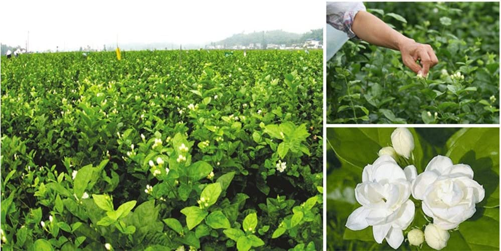 Tooget Fragrant Natural Pure Jasmine Buds Dried Jasmine Flowers Wholesale, Herbal Tea - 4 OZ image number 2