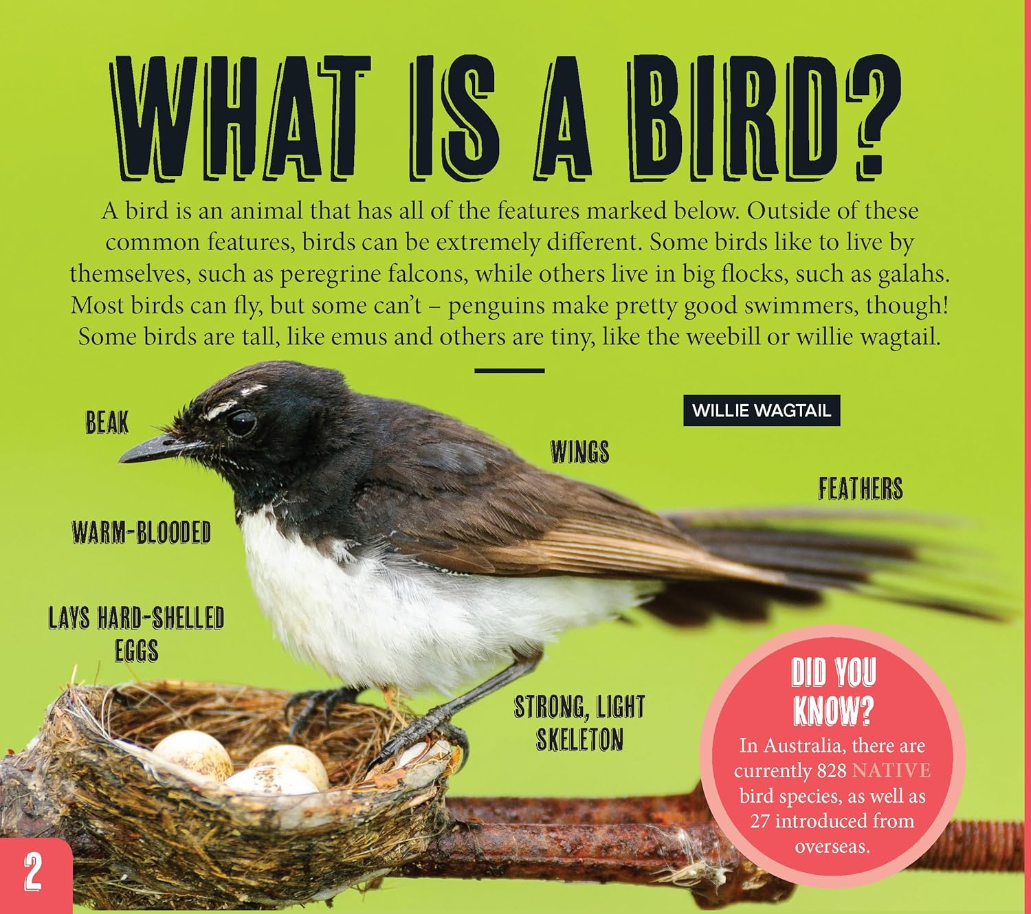 AG Discover: Aussie Birds image number 1