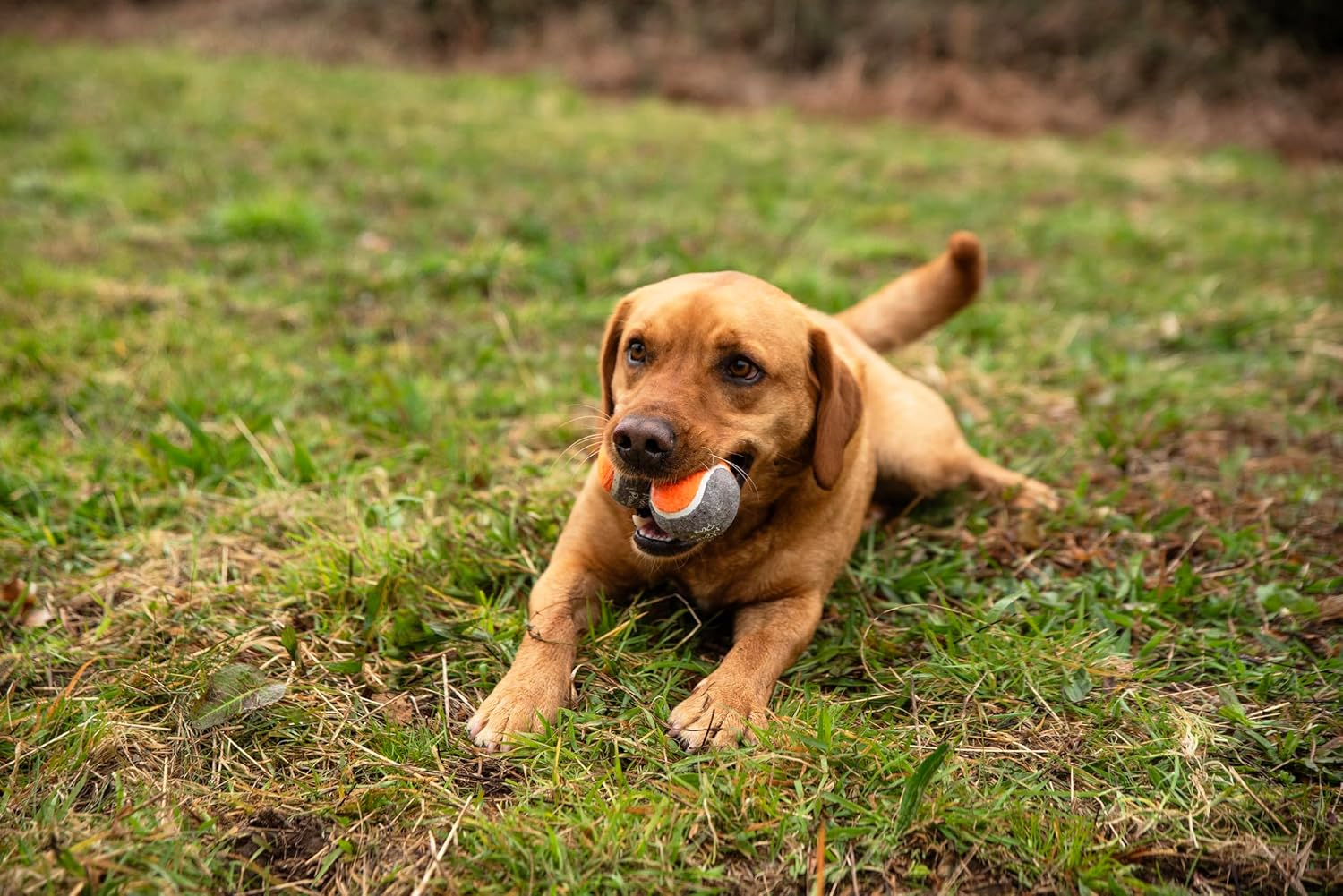Mountain Paws Dog Tennis Balls High-Visibility & Tough, 3-Pack image number 5