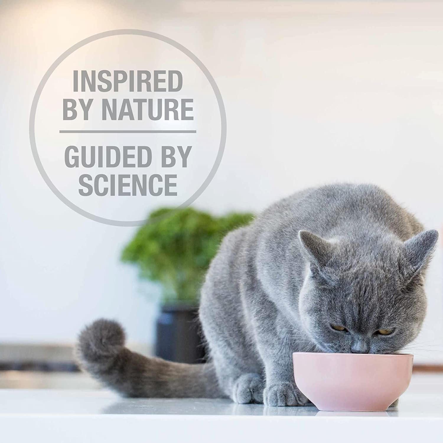 Feline Natural Freeze Dried Raw Chicken & Lamb 320G image number 6