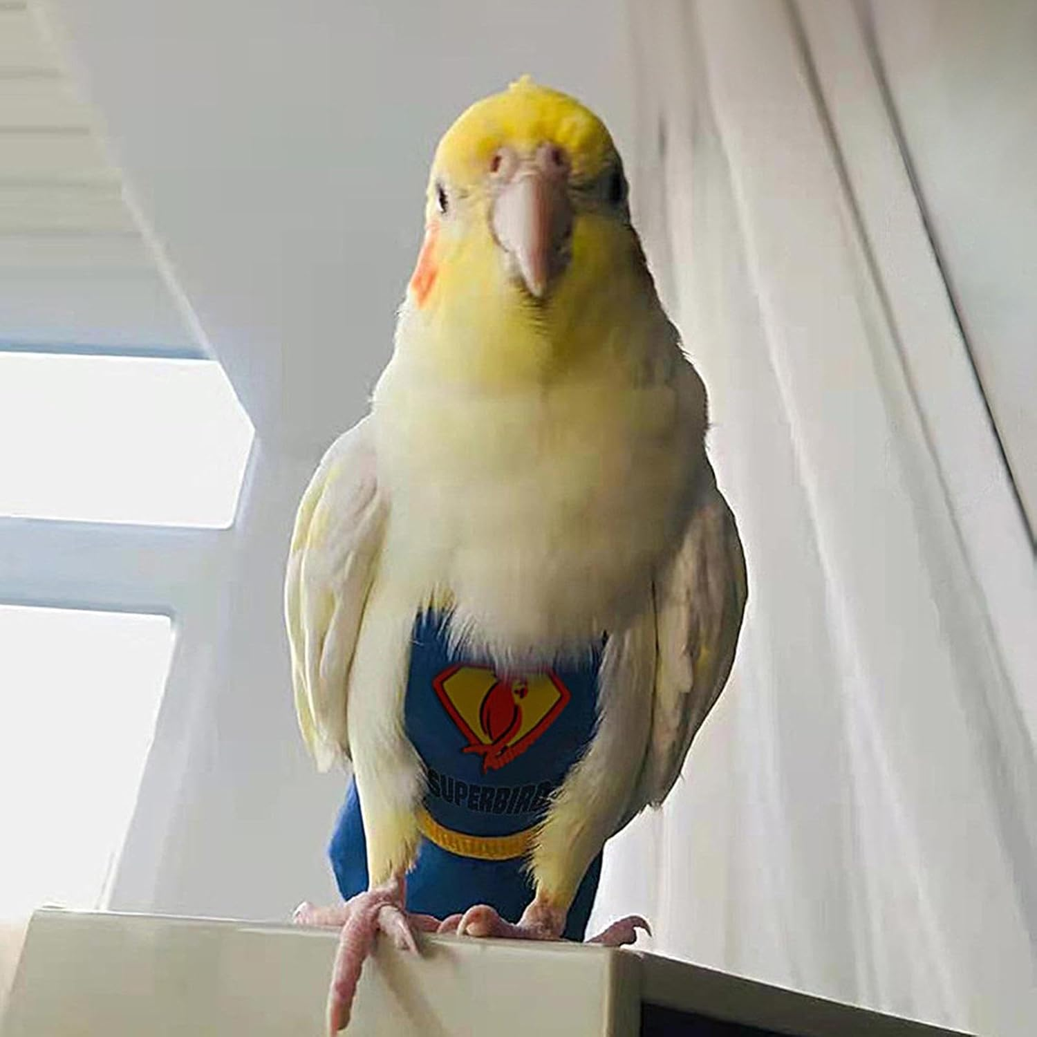 Bird Diaper, Bird Nappy Clothes with Waterproof Lining, Bird Suits, Parakeet Diaper, Washable Training Nappy Suit Liners, Clothes for Parakeet, Parrot image number 1