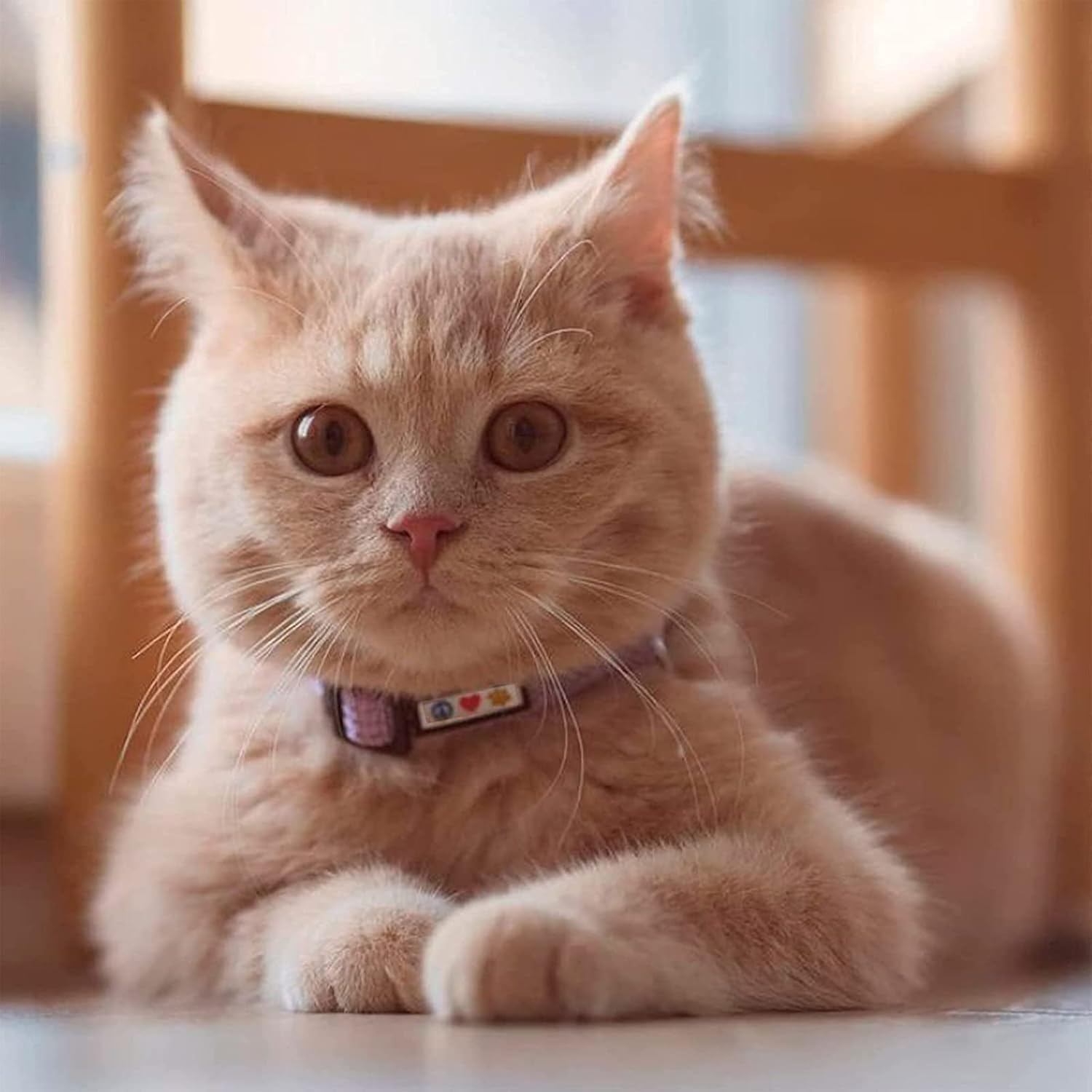 Pawtitas Reflective Cat Collar with Safety Buckle and Removable Bell Cat Collar Kitten Collar Orange Cat Collar image number 3