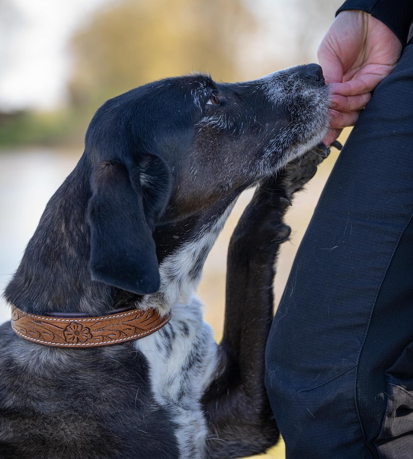 Exclusive Leather Dog Collar with Carved Floral Patterns/Ornaments - Buffalo Leather Collar - Padded Dog Leather Collar Abey (L (41-49.5 Cm) image number 2