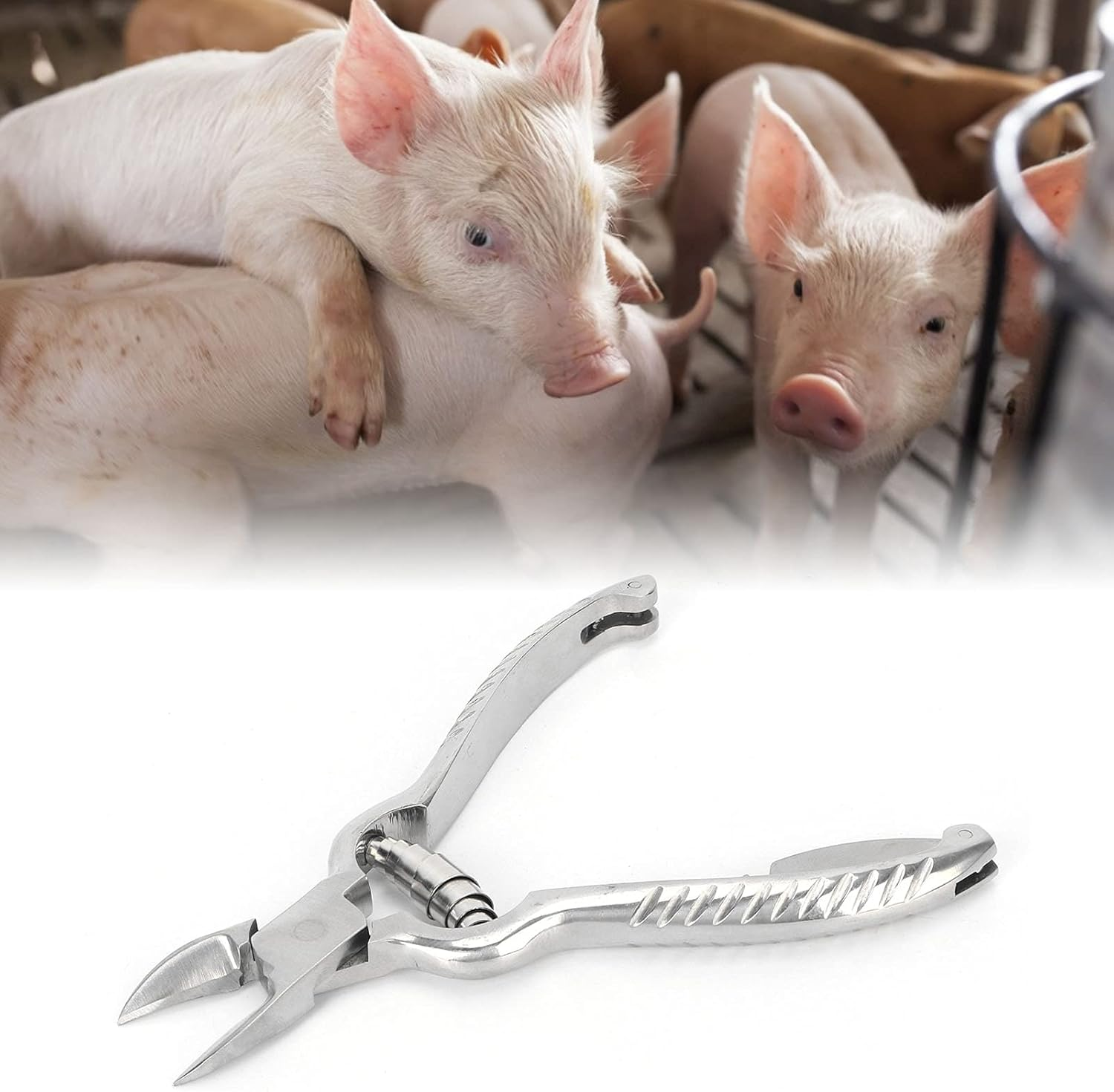 Piglet Teeth Cutter, 14Cm/ 5.5In Premium Stainless Steel Pig Tooth Nipper Teeth Clipper for Home, Farm image number 3