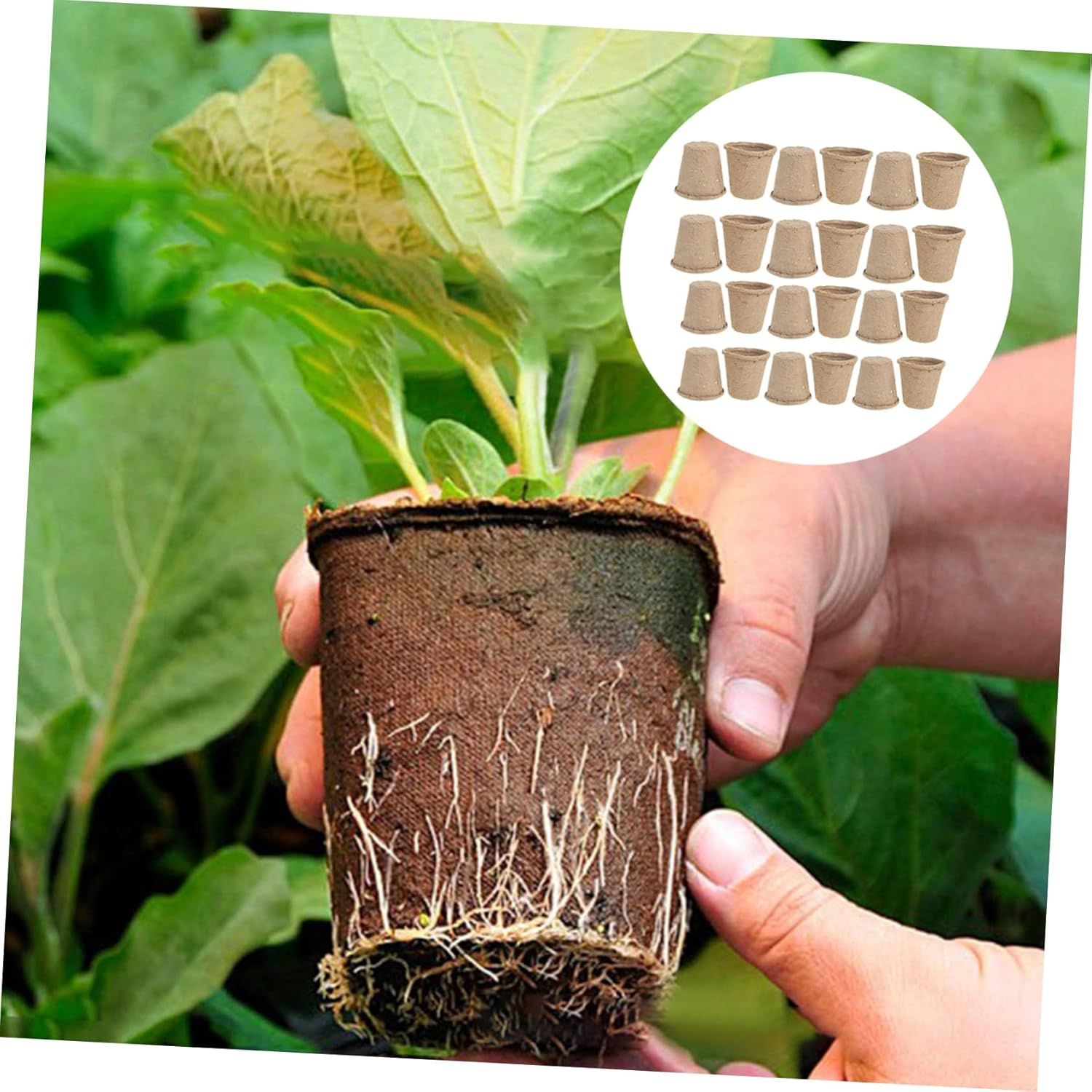 CIYODO 40 Pcs Biodegradable Paper Pulp Nursery Cup round Starter Pots Drainage for Indoor Garden Vegetable Transplanting image number 5