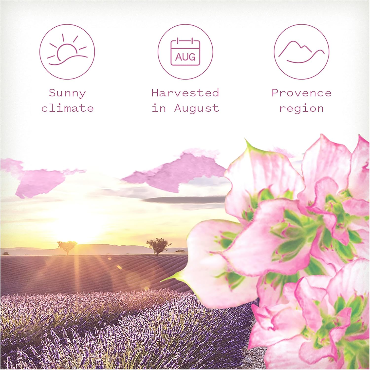 Botanica Origins by Air Wick French Clary Sage Reed Diffuser 85Ml image number 2