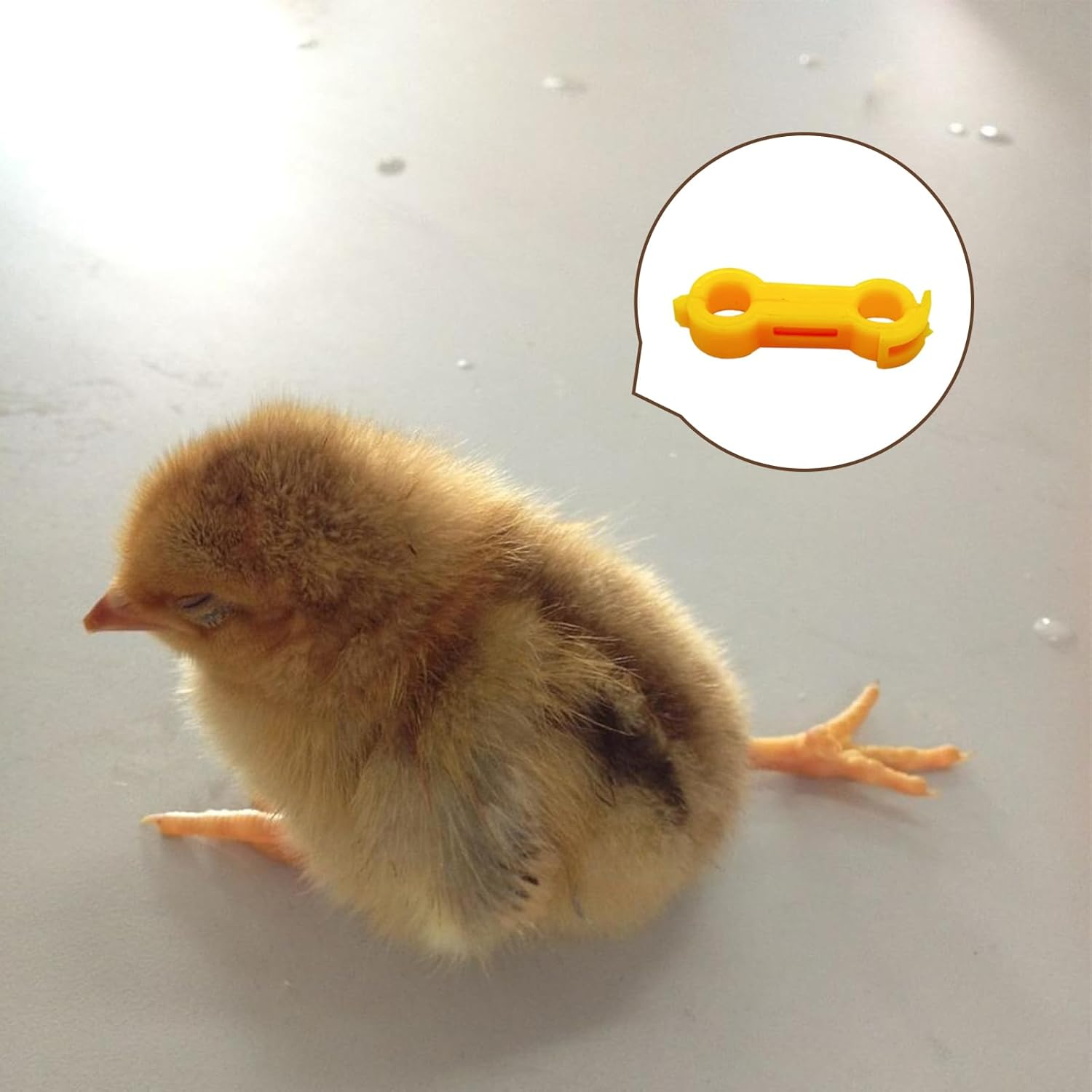 12Psc Baby Chick Splay Leg Hobble Brace, Baby Chick Leg Hobbles, Poultry Leg Bands, Chicken Hobble Braces for Newborn Spraddle Leg of Chick Quails Ducks Bird Parrot of 1 to 3 Days Newly Hatched image number 1