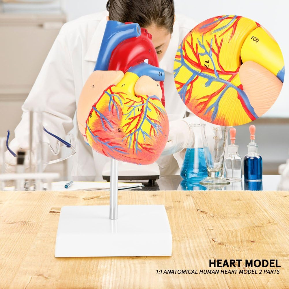 Heart Model, 491G with Base Life Size Anatomical Heart Model, Anatomical Study for Education image number 4