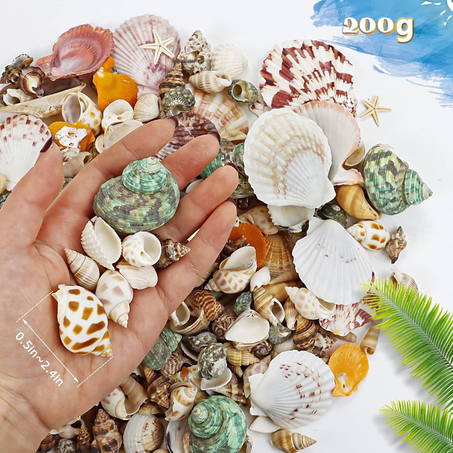 Mumoo Bear 200G Sea Shells Bulk Mixed Ocean Beach Seashells for Kids, Various Sizes Natural Sea Shell for Crafts, Home Decorations, Beach Theme Party, Wedding Decor, DIY Crafts, Crafting Shells