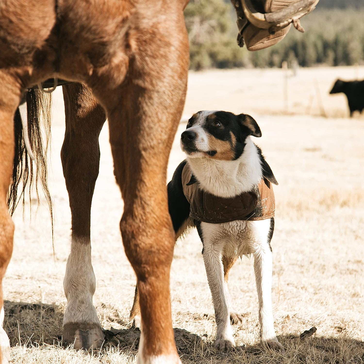Carhartt Firm Duck Insulated Dog Chore Coat, Deep Wine, Large image number 2