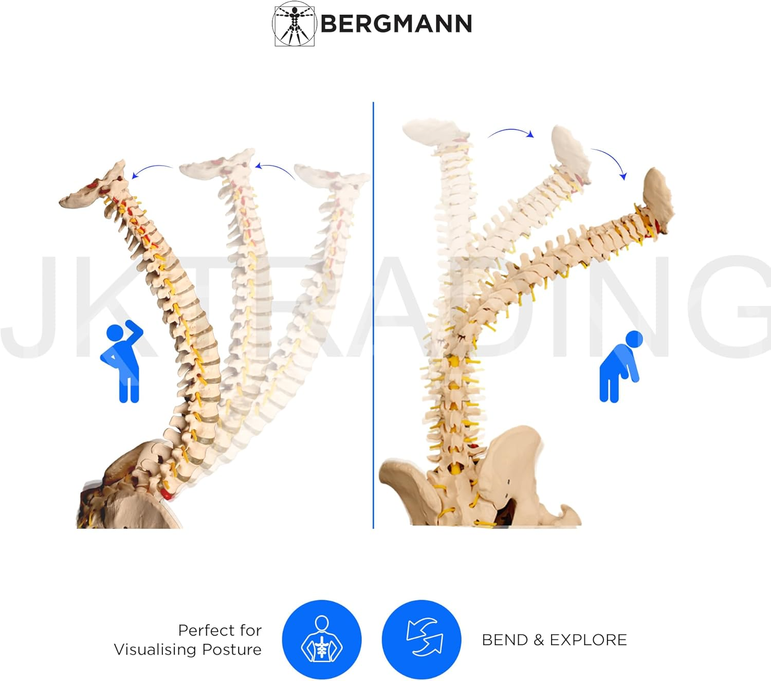 Bergmann Flexible Life Size Spine Model - 86Cm Spine Anatomy Model with Nerves, Vertebrae, Arteries, Lumbar Column - Pelvis Model - Anatomical Model - Medical Model Includes Stand image number 6