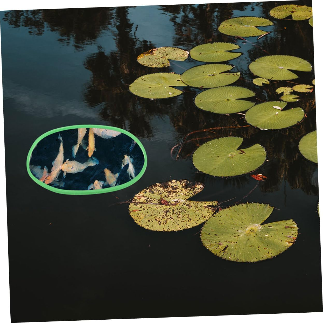 ROMISBABA 20Pcs Aquarium Floating Plant Rings with Square and round Shapes Fish Feeding Barrier for Betta and Aquatic Pets Enhances Photosynthesis and Water Quality Easy to Install Fish Tank image number 5