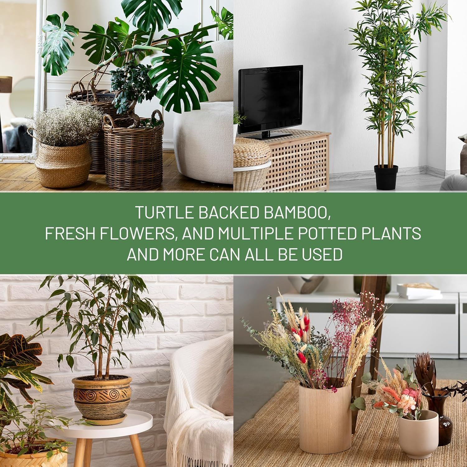 Iron Plant Stem Support, 4 Pcs Plant Support for Monstera &Climbing Plants,Plant Support Stakes for Indoor Plants,Stable Plant Stakes and Supports,Turtle Shell Bamboo Clamp Set for Thriving Growth image number 1
