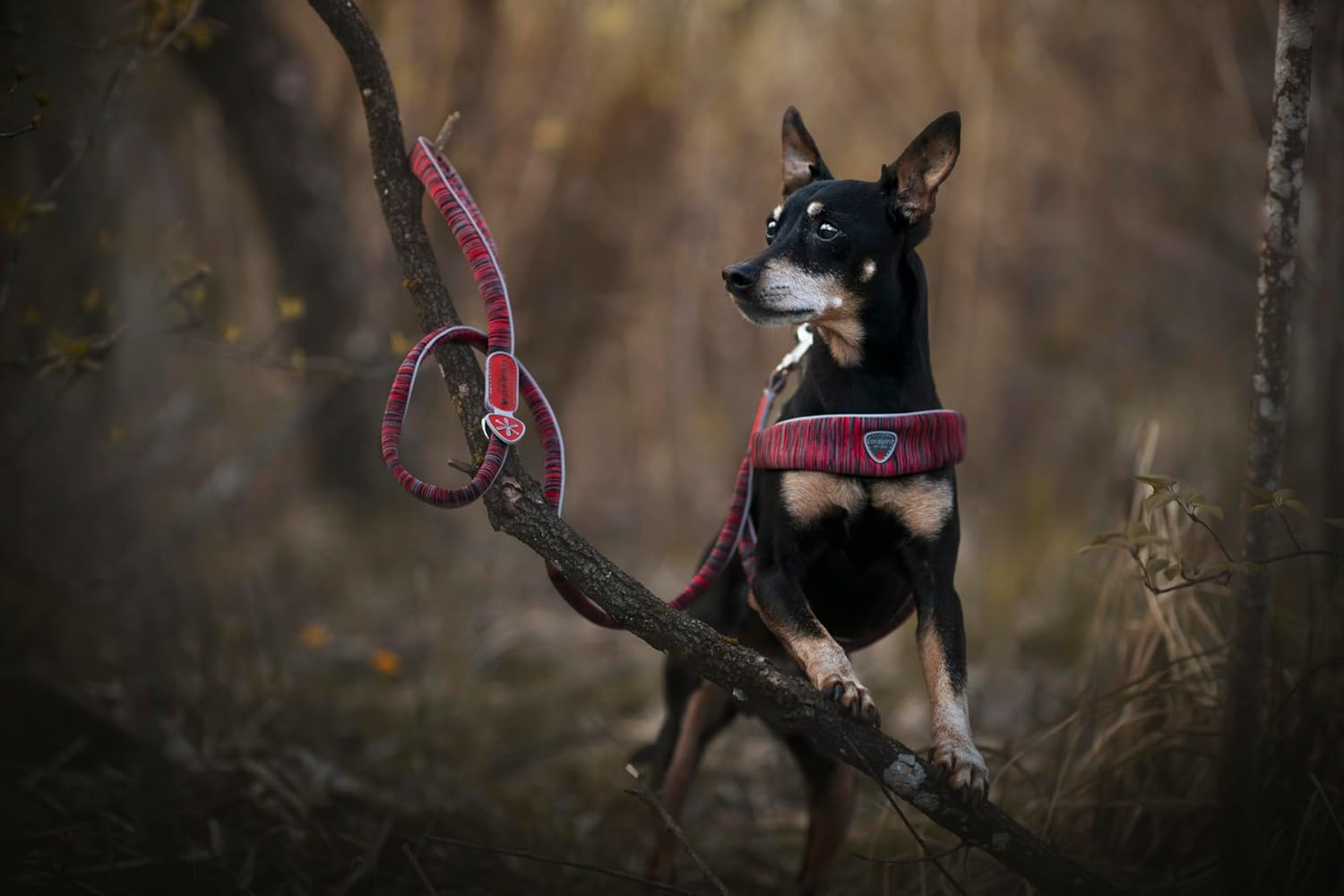 Coralpina - Powermix Harness for Small to Medium Dogs, Soft and Durable, Does Not Harm Hair or Hinder Movement, Yellow Melange, Size 6 image number 6